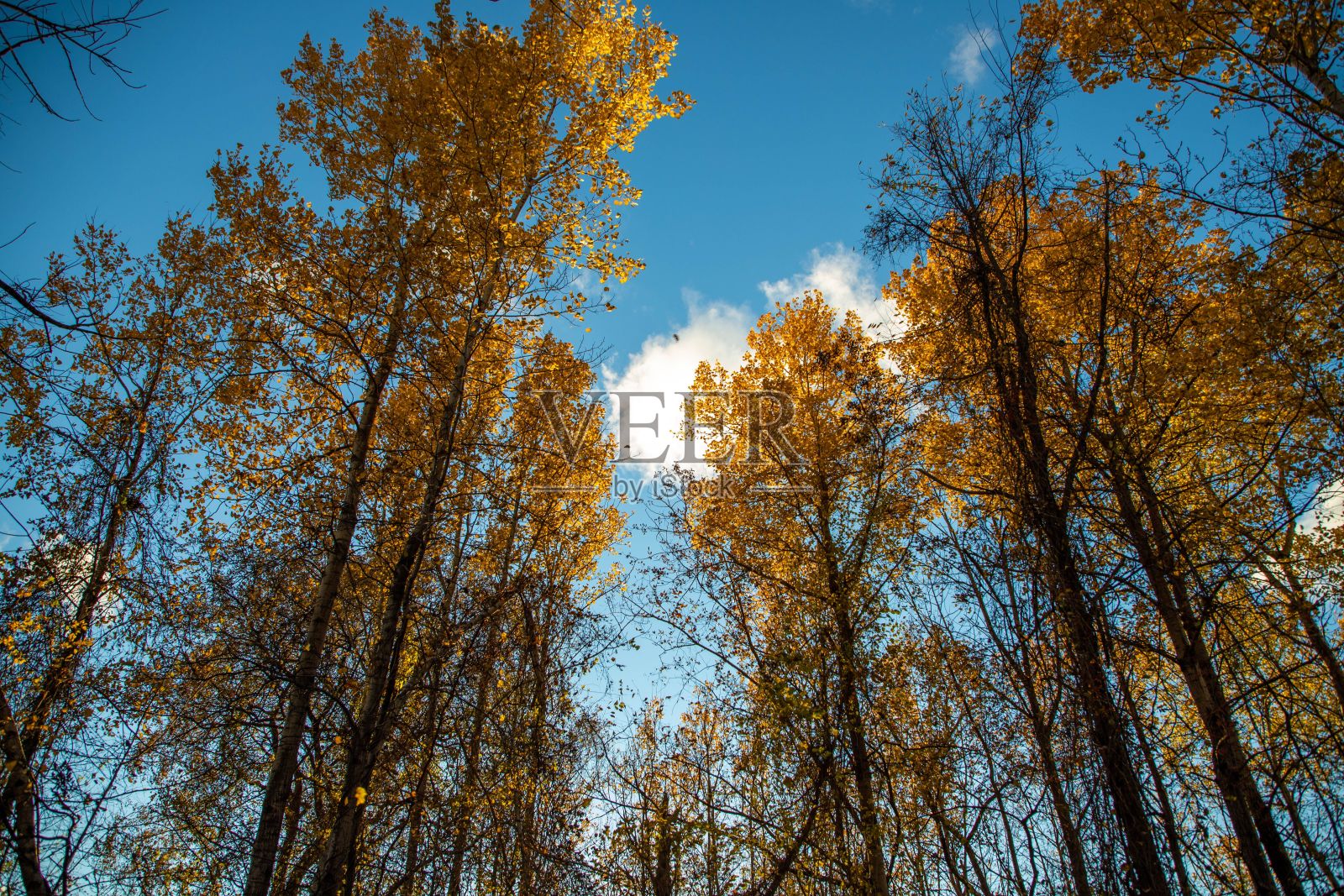 低角度拍摄树木在美丽的天空照片摄影图片