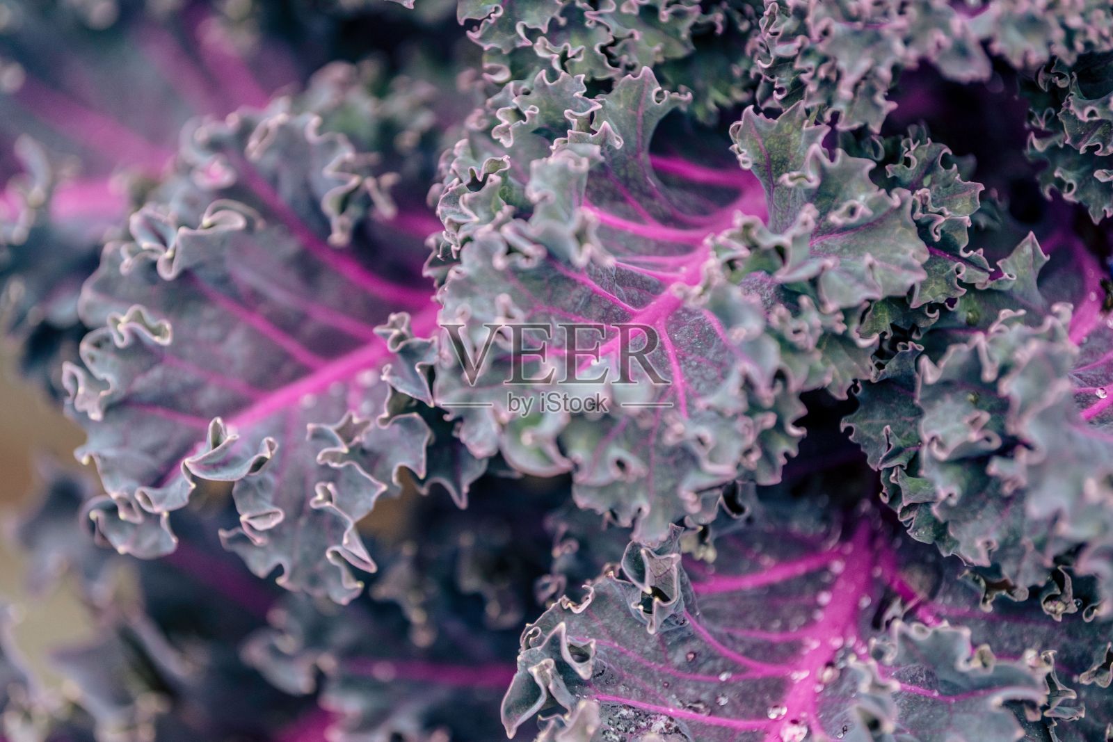 紫色植物叶子的特写镜头照片摄影图片