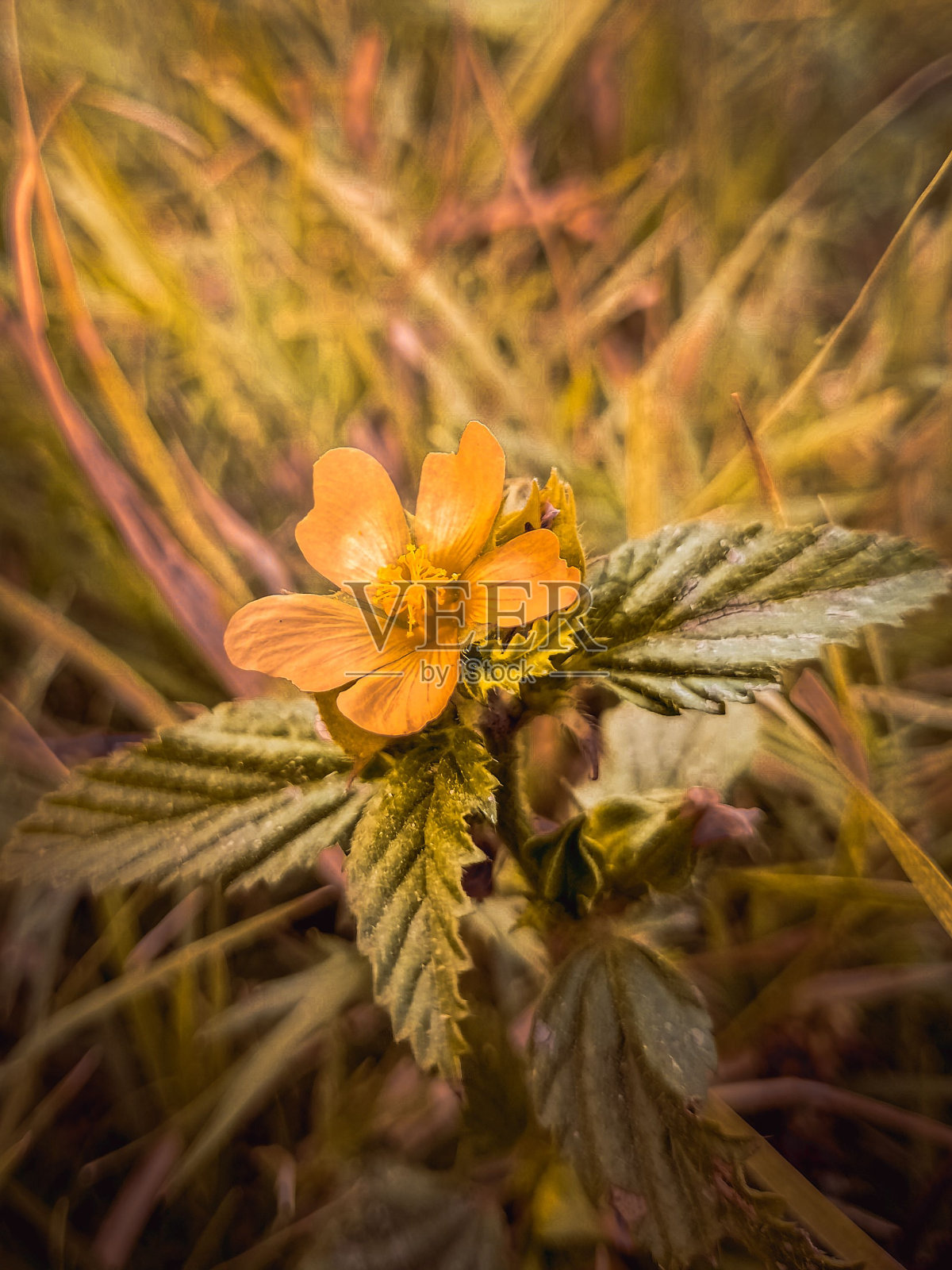 金色的阳光下，花园里一株长着叶子的多刺麦芽花照片摄影图片