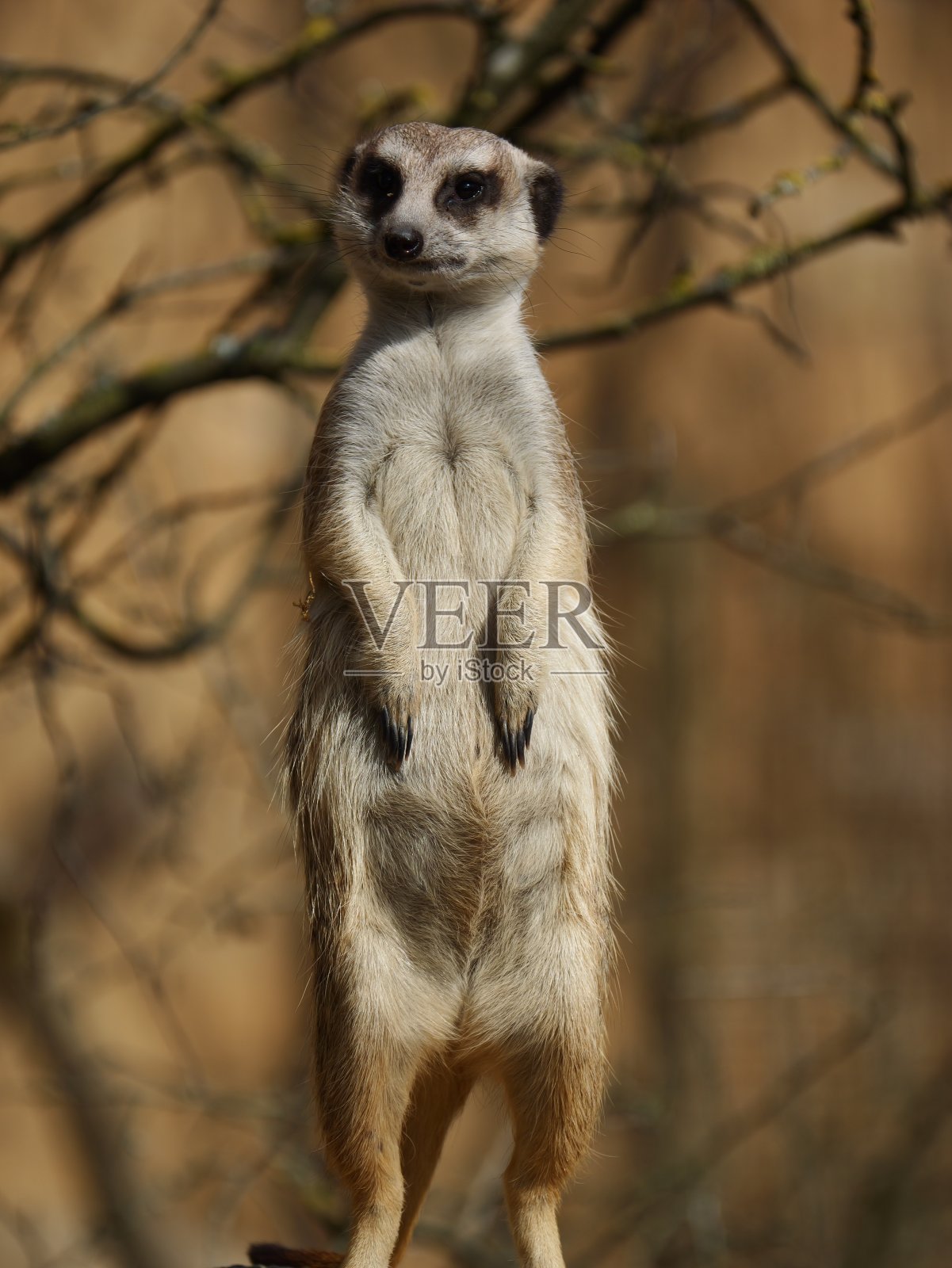 一只美丽的猫鼬站在石头上看着相机的垂直镜头照片摄影图片