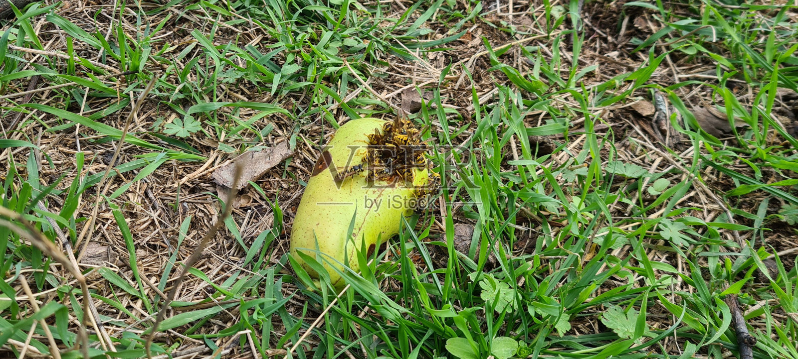 一群蜜蜂趴在地上腐烂的水果上照片摄影图片