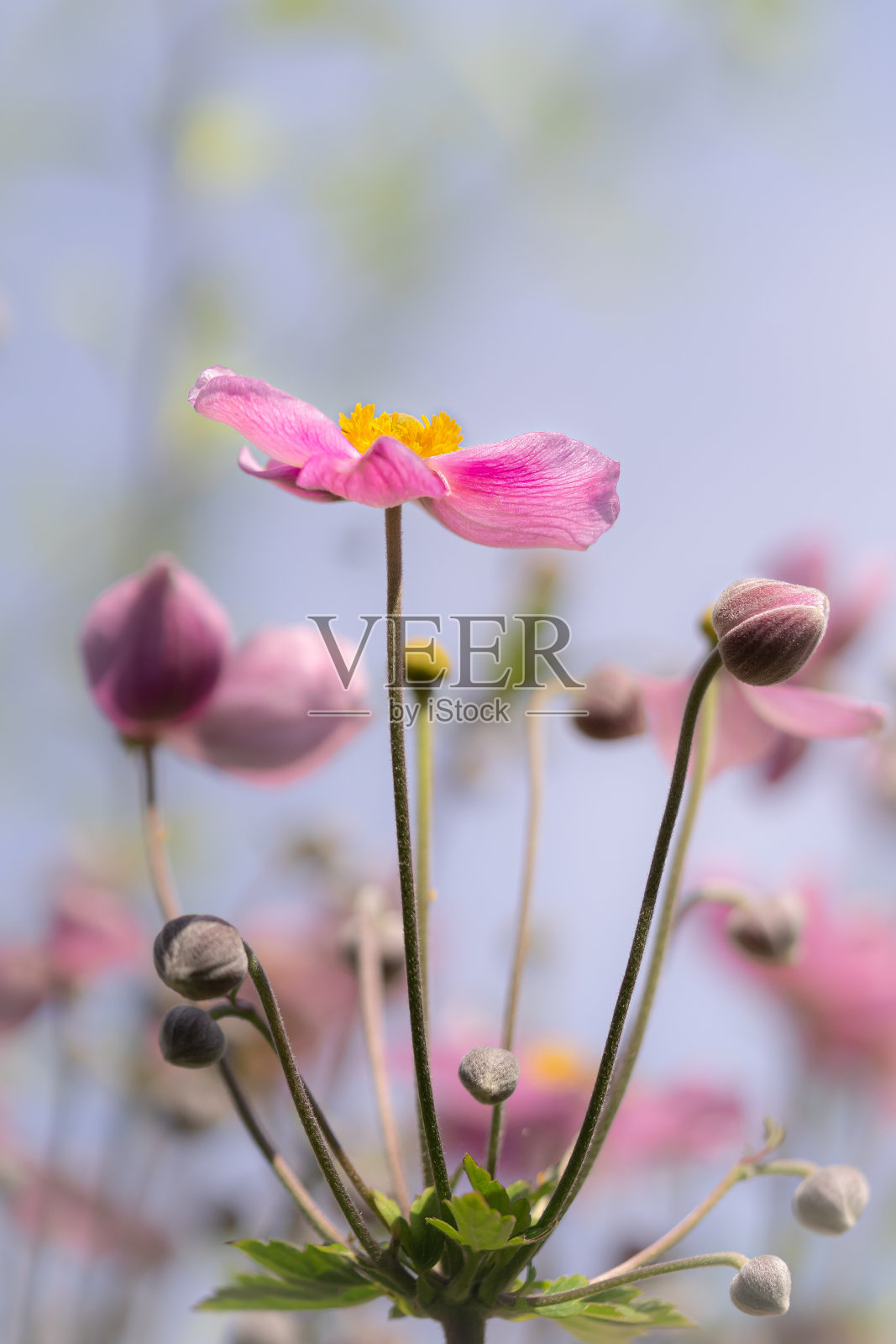 花园中盛开的粉红色海葵花的选择性聚焦镜头照片摄影图片