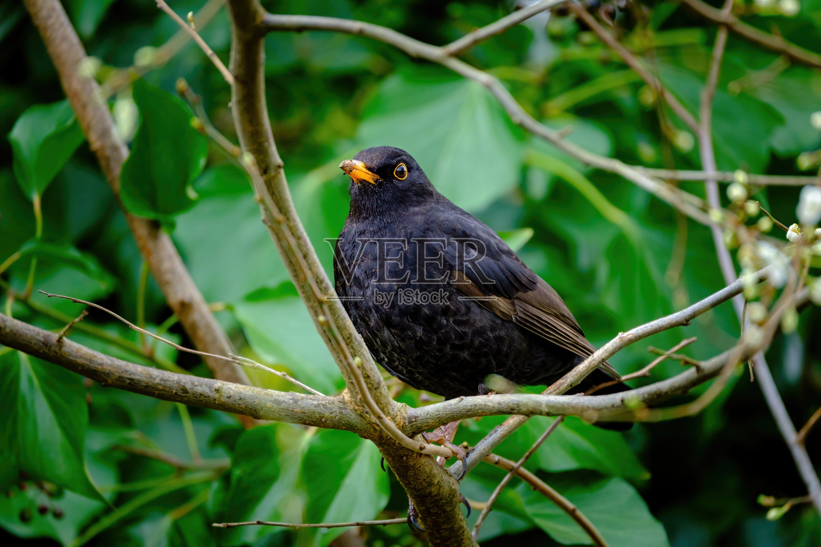 一只画眉坐在树枝上的特写镜头。照片摄影图片