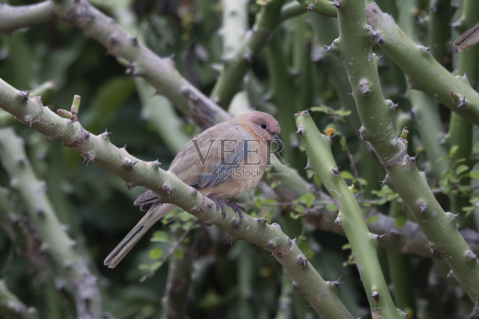 在印度卡纳塔克邦汉普比观察到的笑鸽或塞内加尔笑鸽照片摄影图片