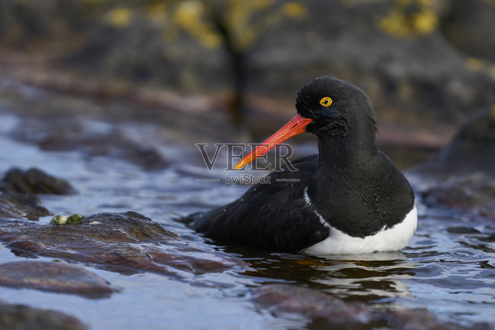 麦哲伦牡蛎捕手沐浴照片摄影图片
