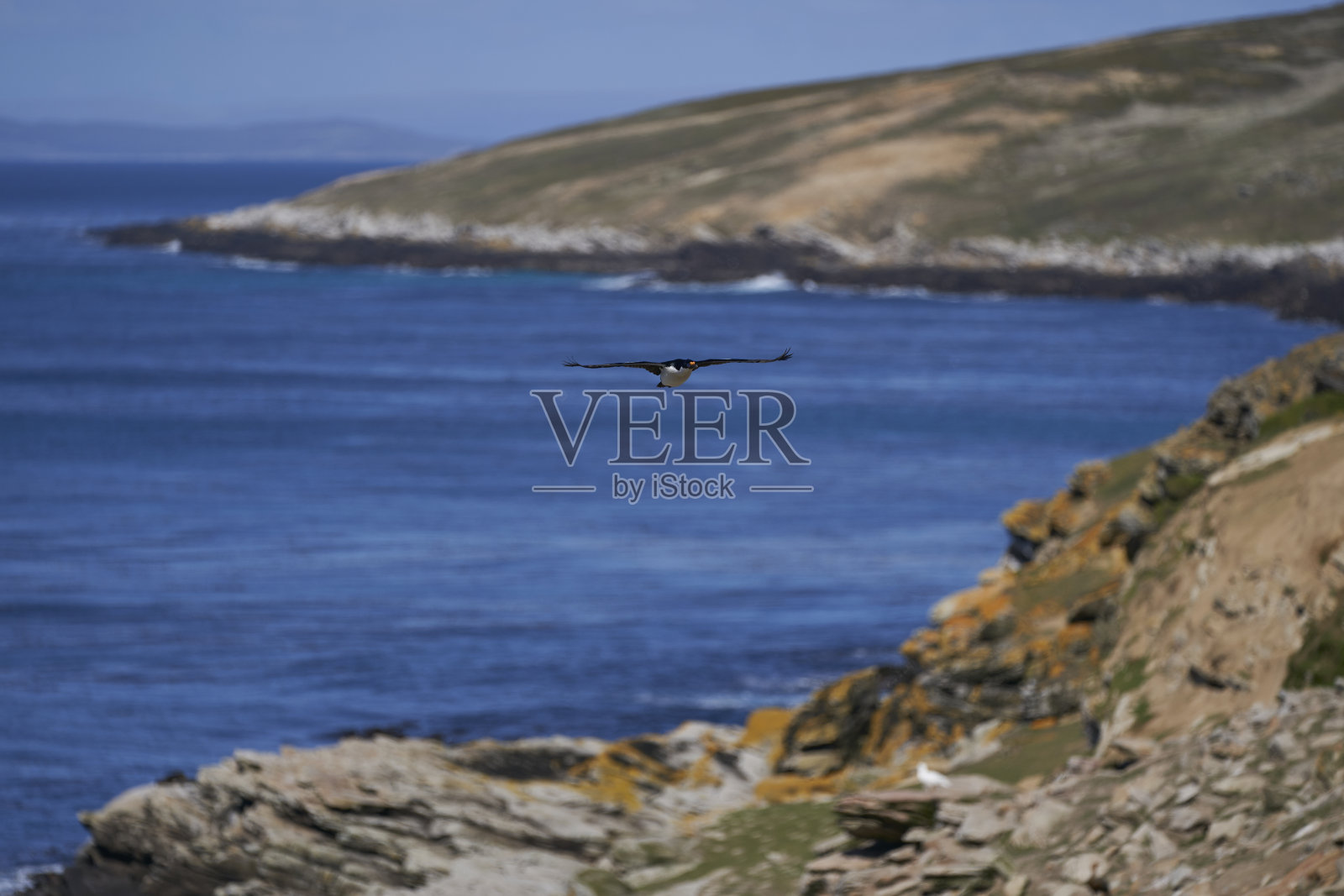 帝王毛毛的繁殖群照片摄影图片