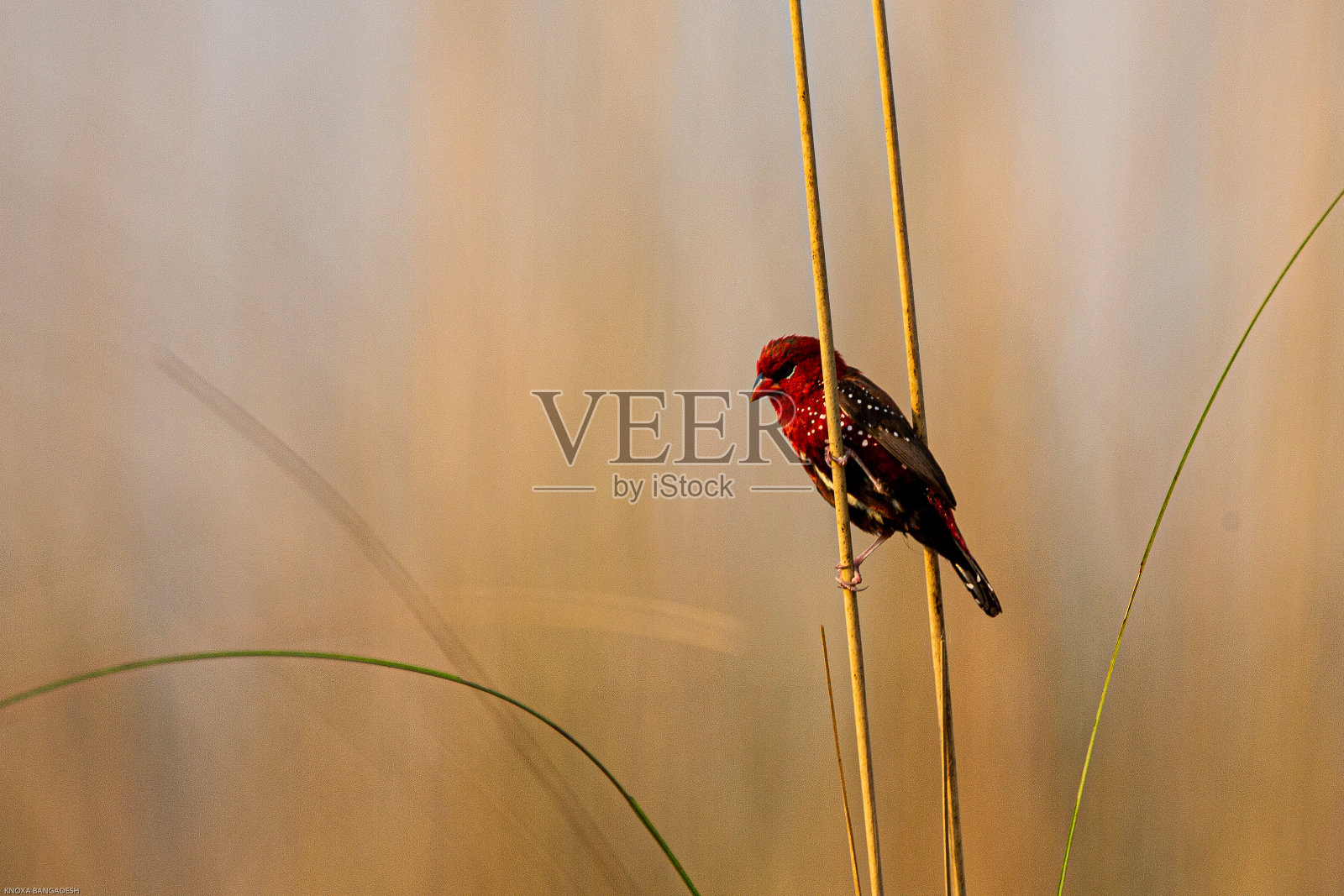 一只红文鸟(红文鸟)栖息在一根稻草上照片摄影图片