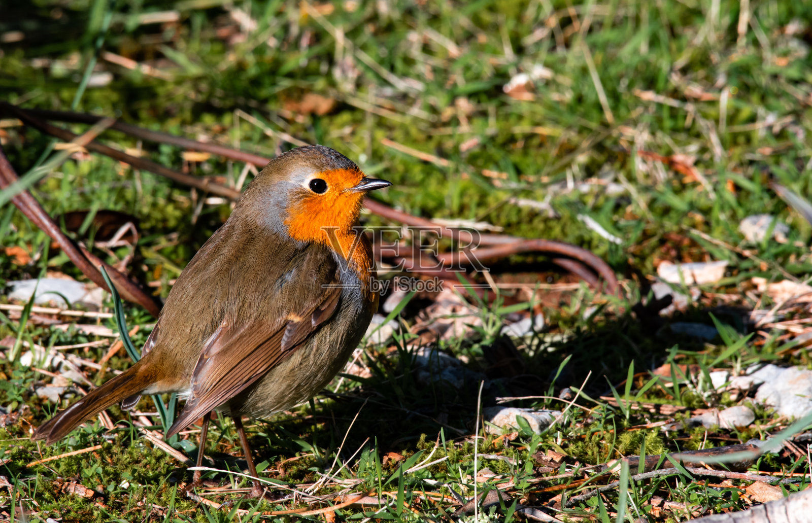 公园里知更鸟的特写照片摄影图片