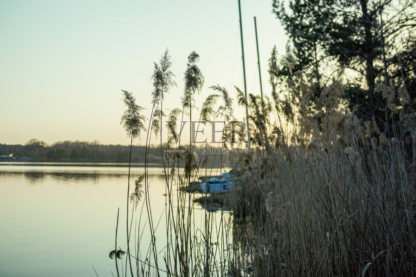 黄金时段的芦苇和湖泊特写。看，德国。照片摄影图片