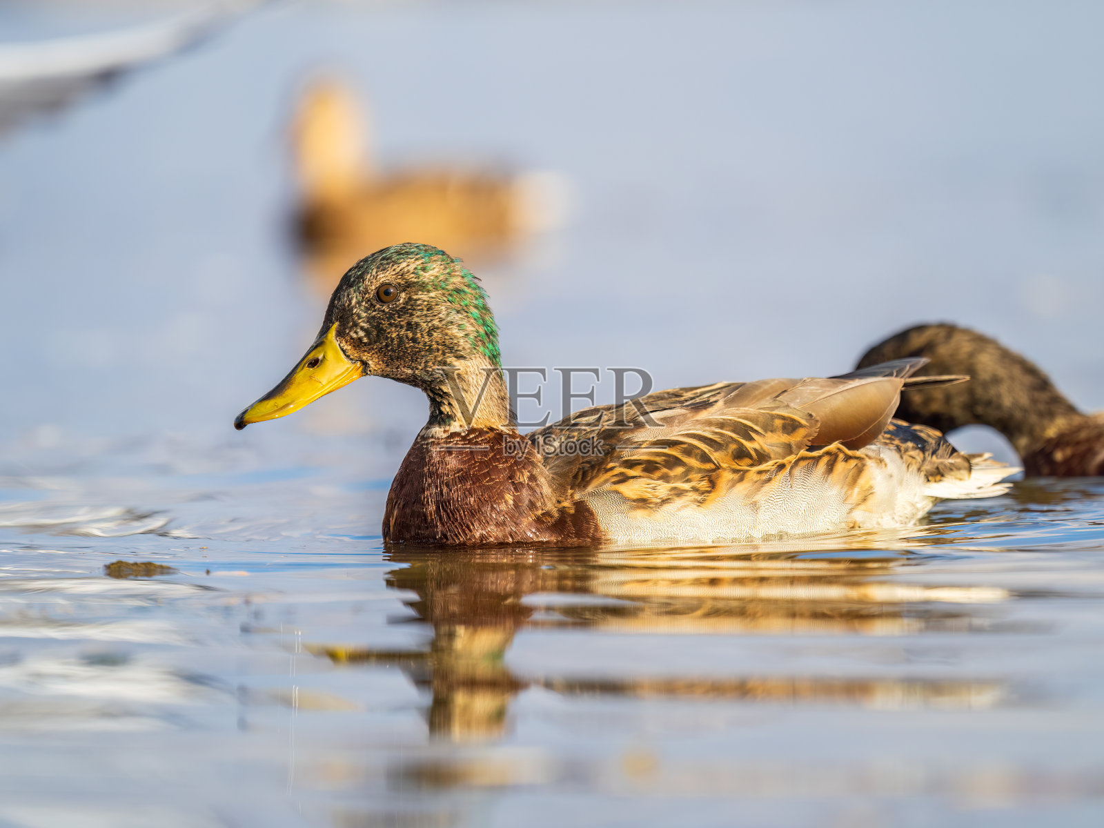 绿头鸭在池塘里游泳。照片摄影图片