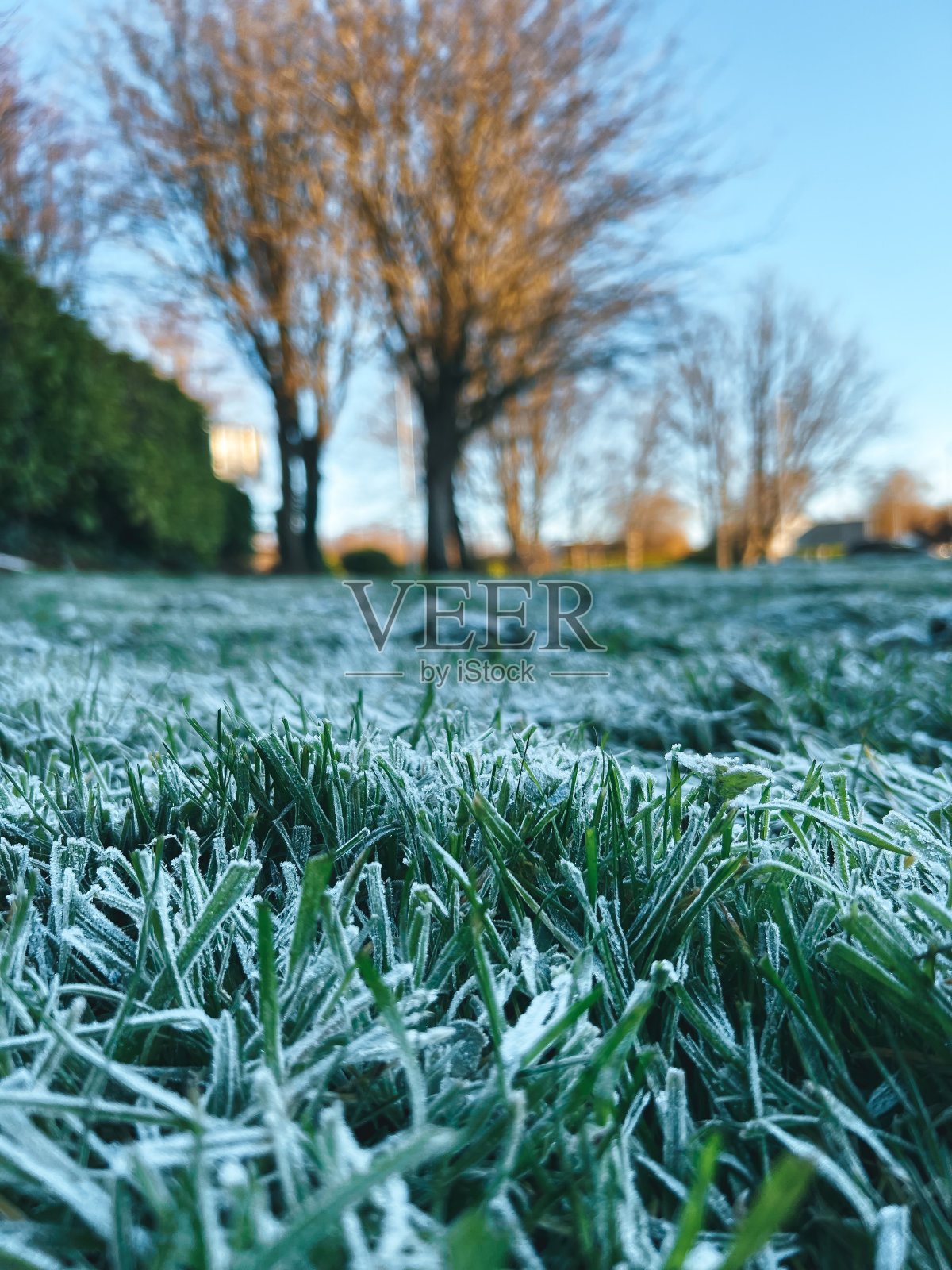 绿色的田野被雪花覆盖照片摄影图片