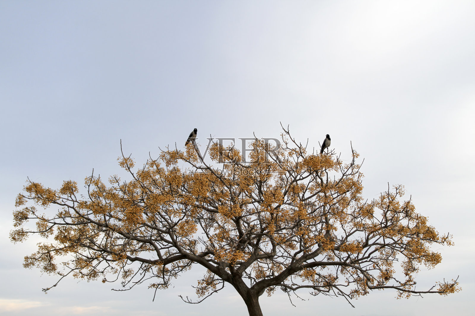 乌鸦站在开花的树枝上照片摄影图片
