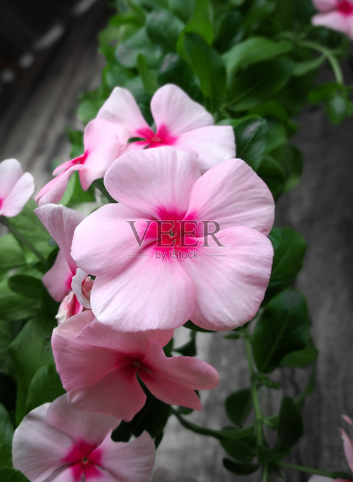 粉红色的花照片摄影图片