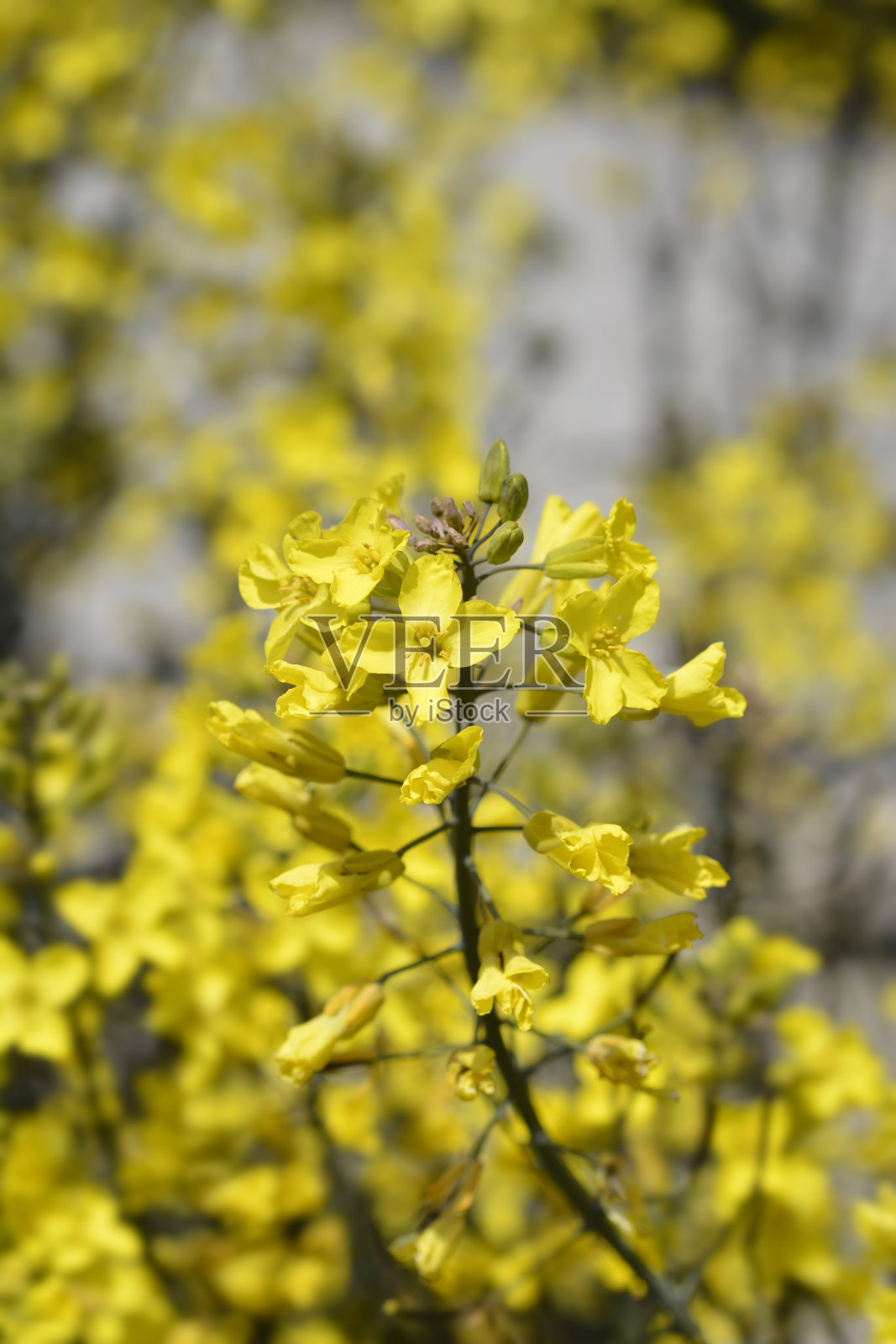 卷曲的羽衣甘蓝照片摄影图片