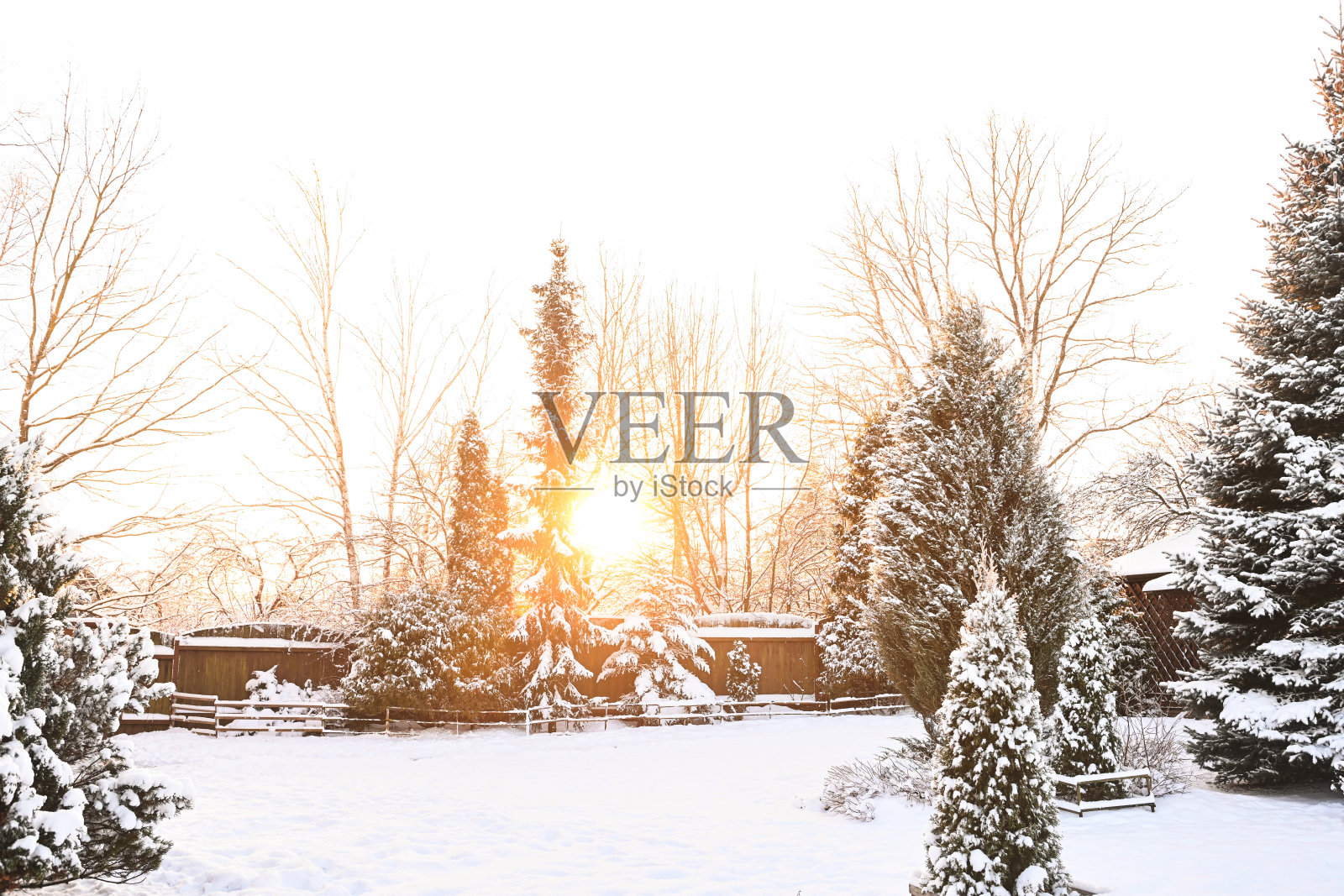 后院花园里的树被雪覆盖着照片摄影图片