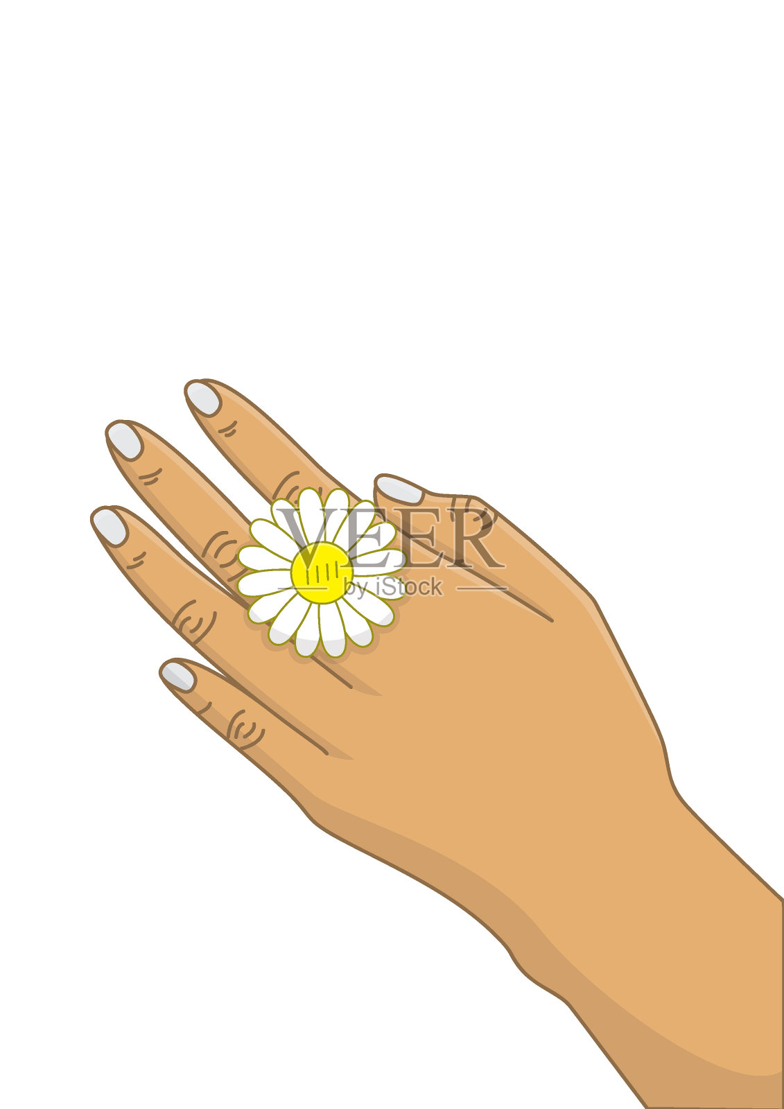 手与白色雏菊插图插画图片素材