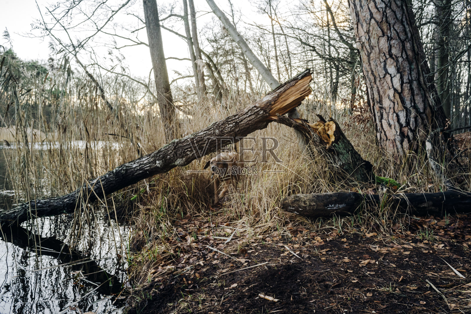 一月在森林里散步时，快乐的罗得西亚脊背照片摄影图片