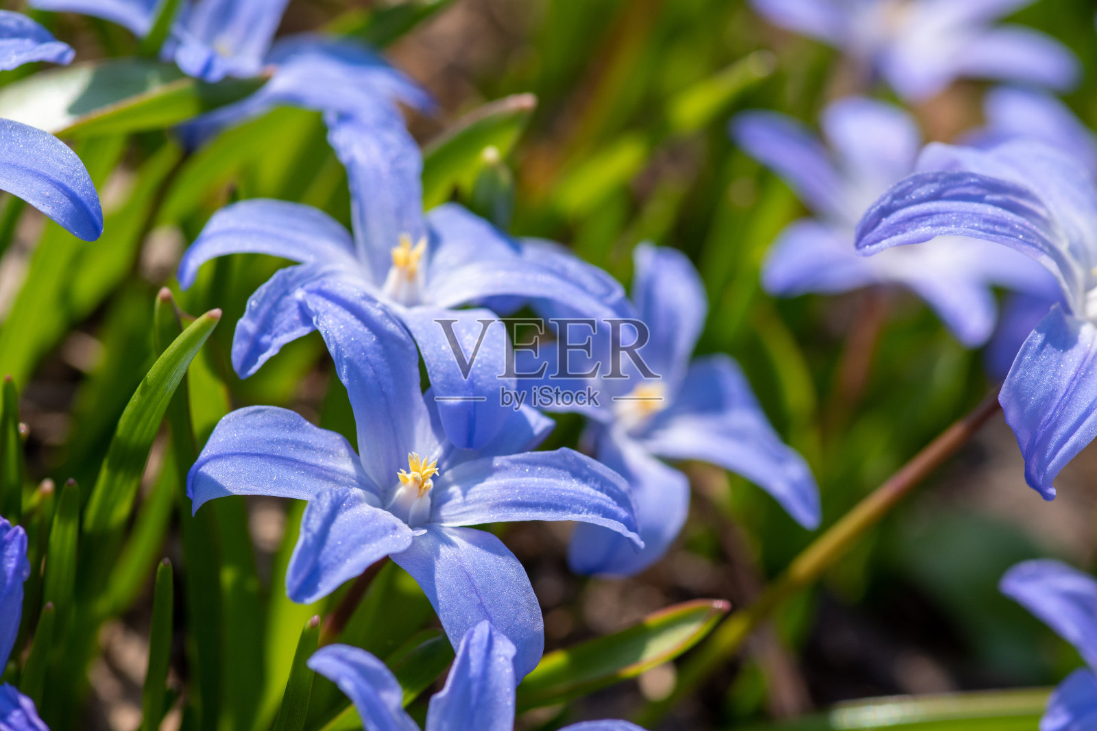 盛开在春天花园里的紫色千骨草照片摄影图片