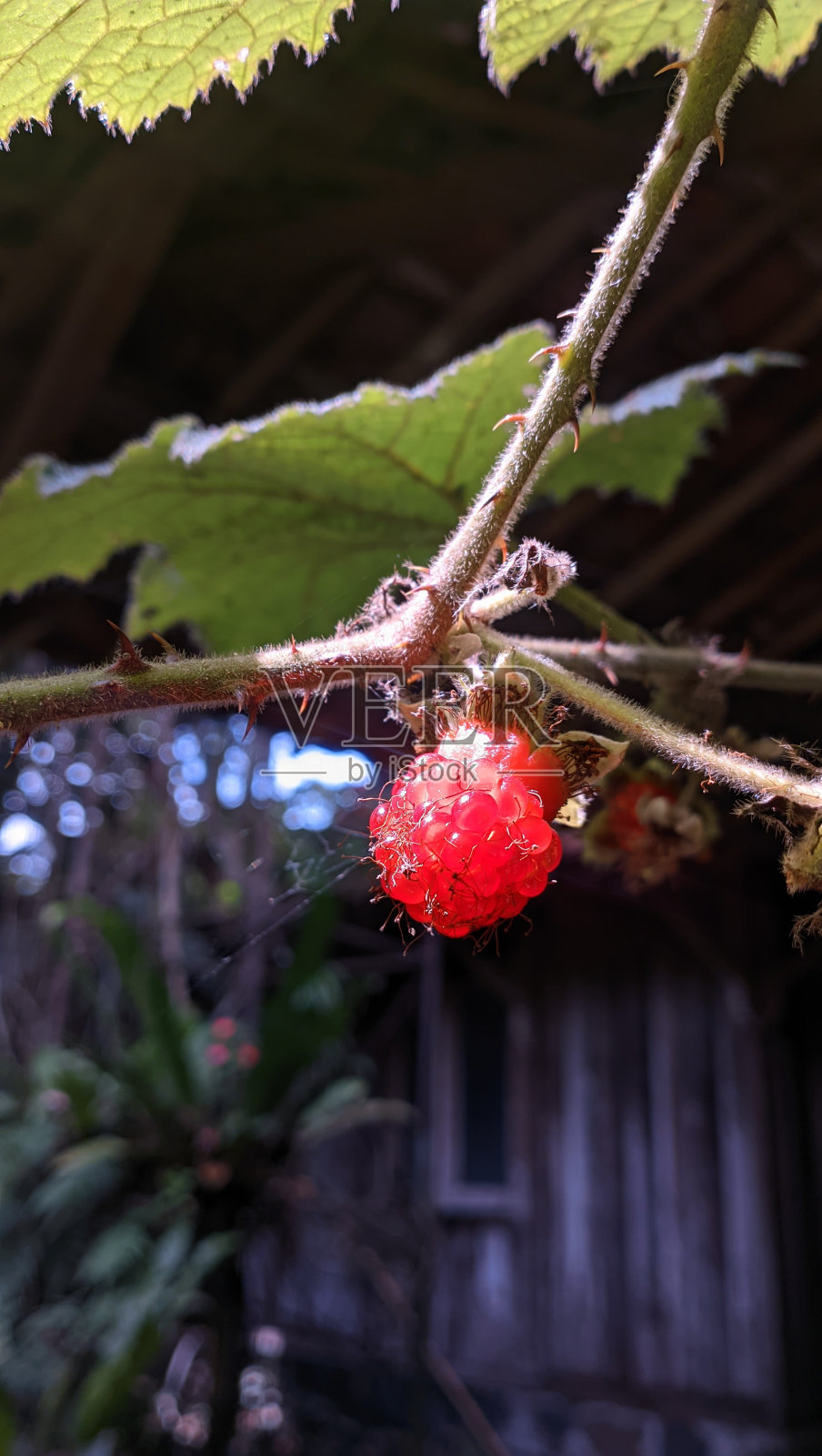 贝里水果照片摄影图片