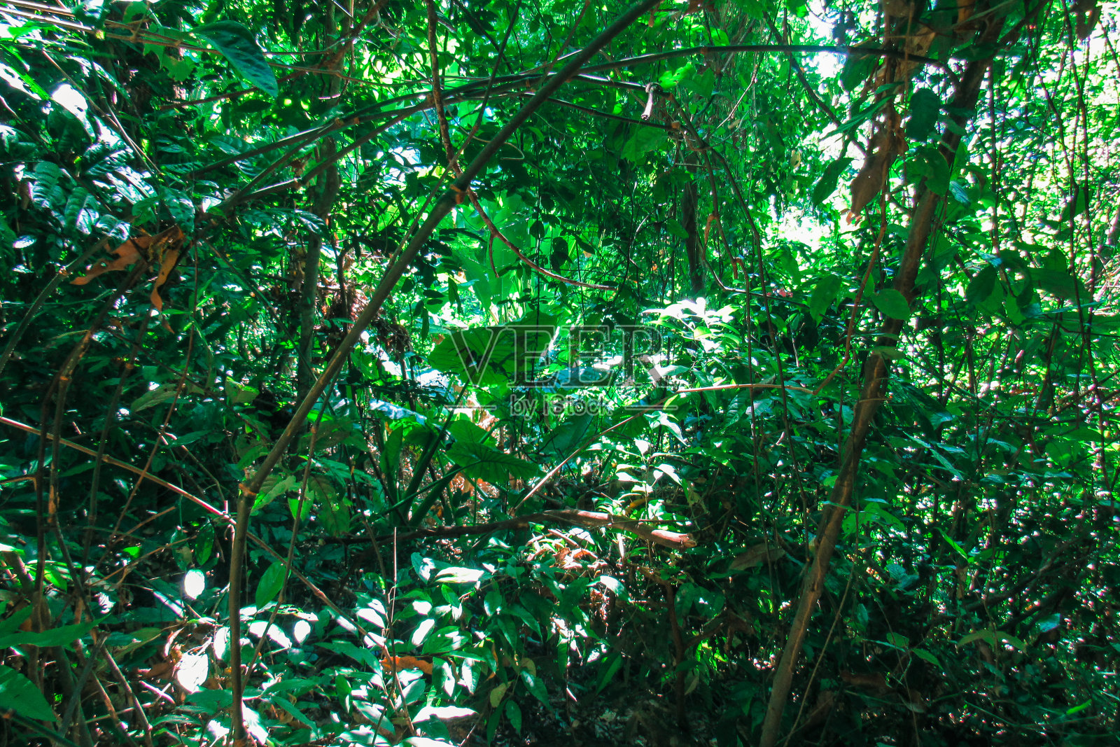热带雨林，亚洲的大绿树照片摄影图片