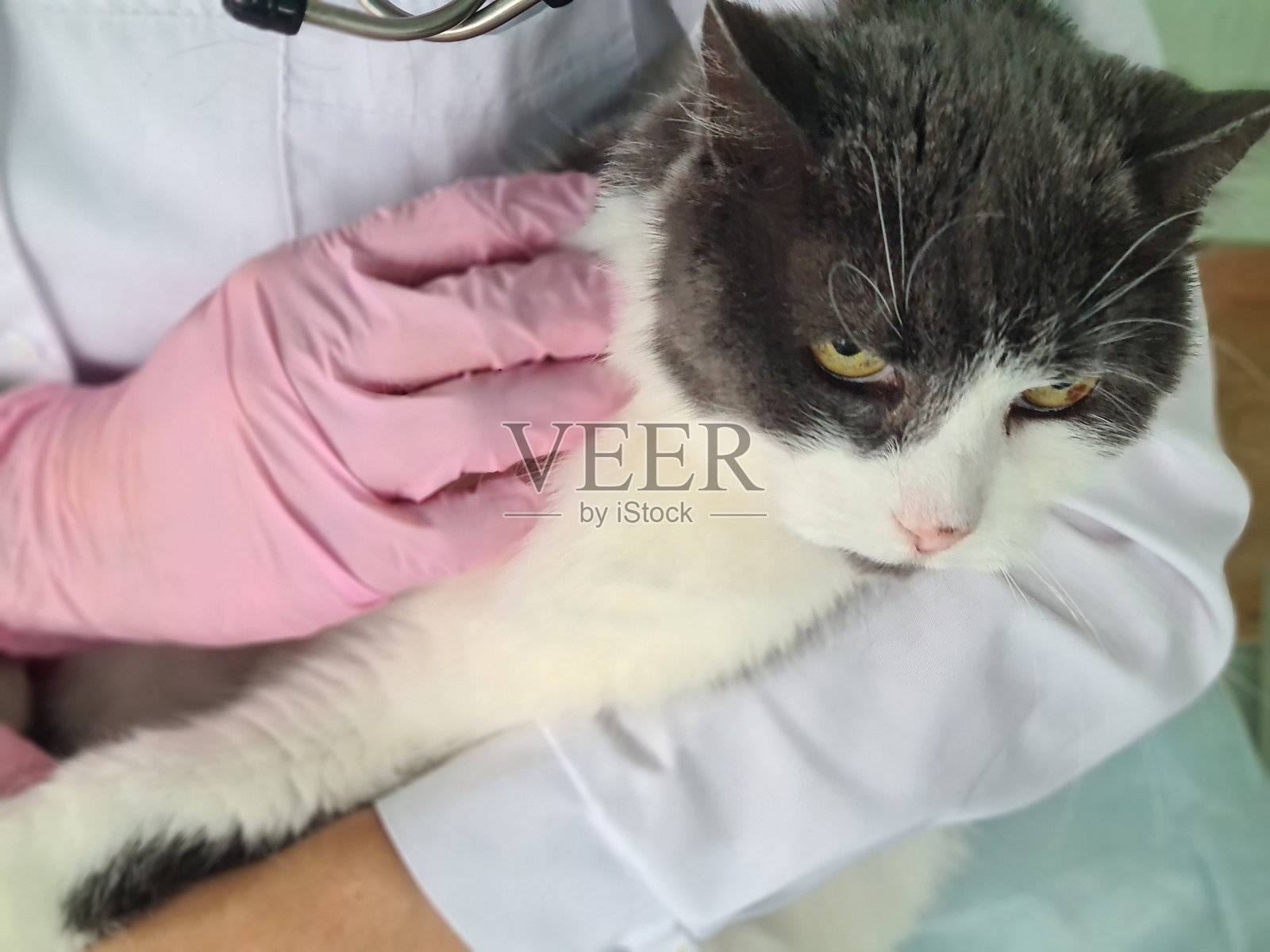 兽医诊所，兽医医生抱着可爱的白猫照片摄影图片