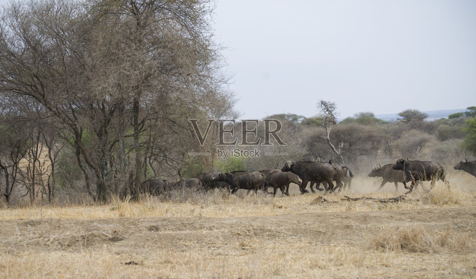 水牛跑照片摄影图片