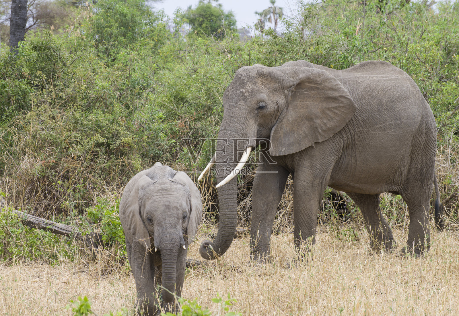 象妈妈和小象照片摄影图片