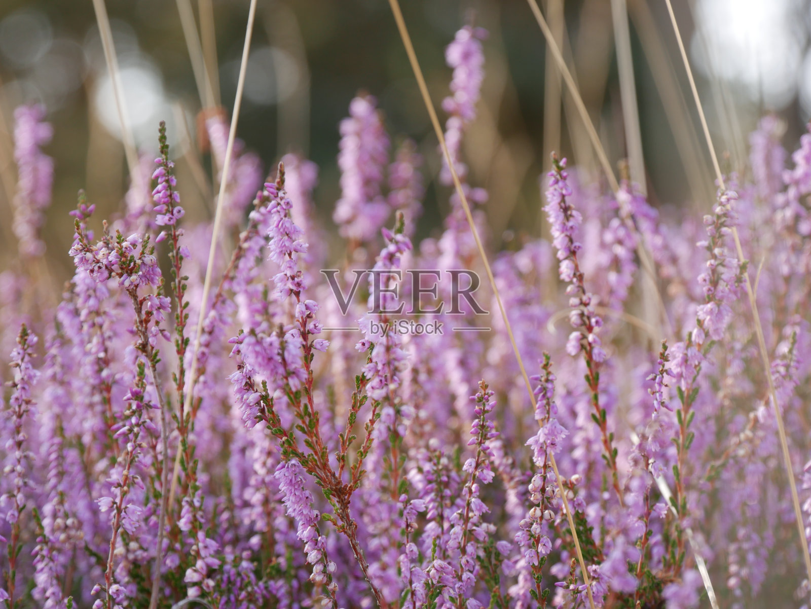 石南花照片摄影图片