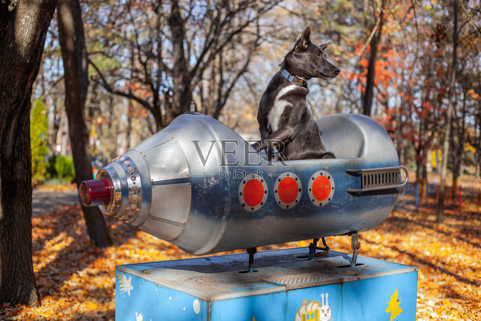 游乐园里一只灰色的狗坐在玩具飞船里照片摄影图片