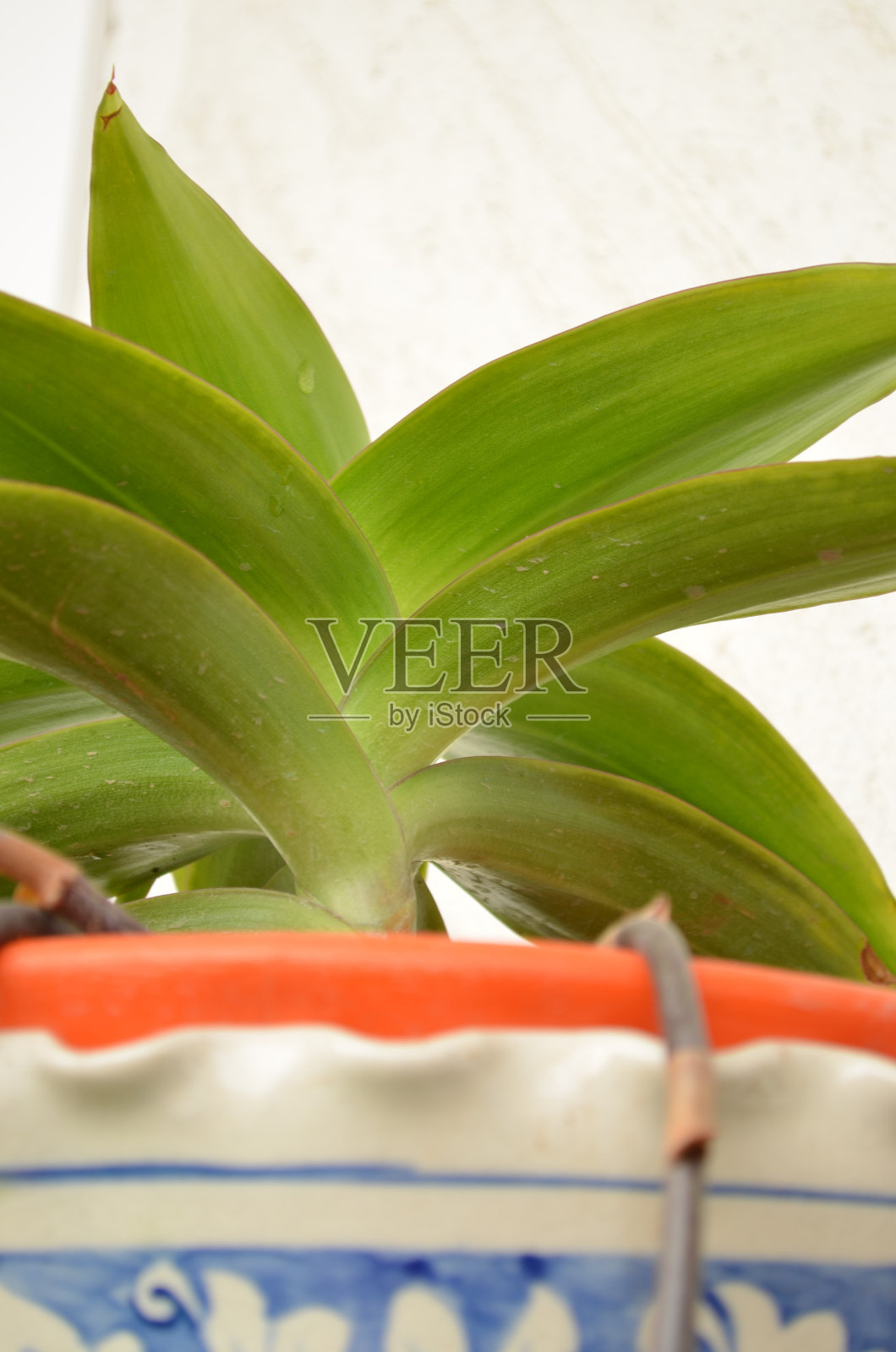 香卡利亚，是一种药用植物，它有很多特性，包括心血管健康，关节，牙齿和前列腺。它具有抗病毒和抗菌作用。照片摄影图片