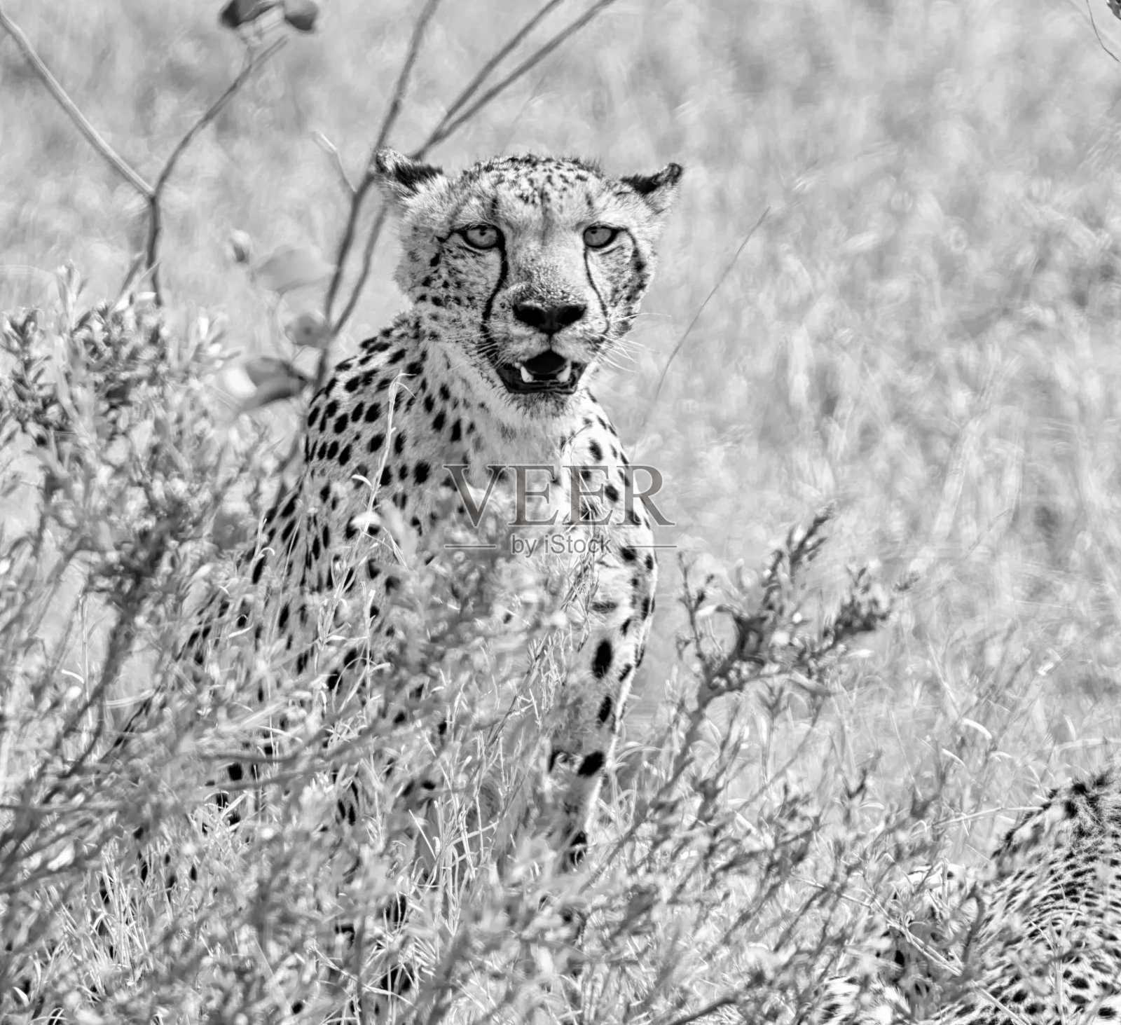 猎豹照片摄影图片