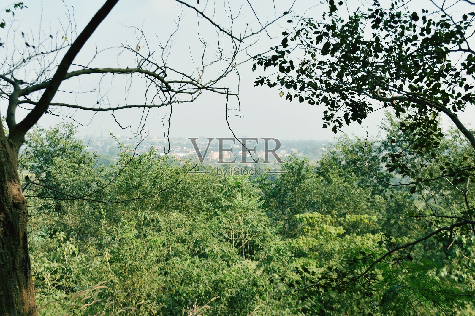 森林照片摄影图片