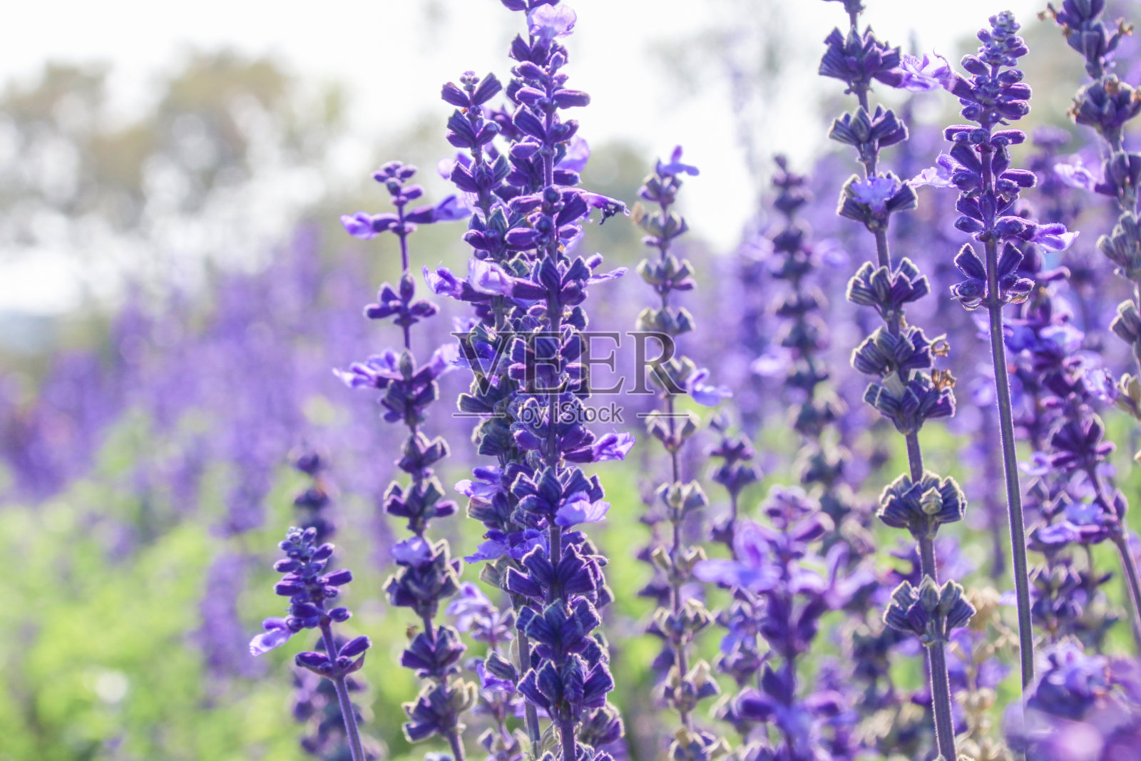特写紫色的花(鼠尾草)在花园里照片摄影图片