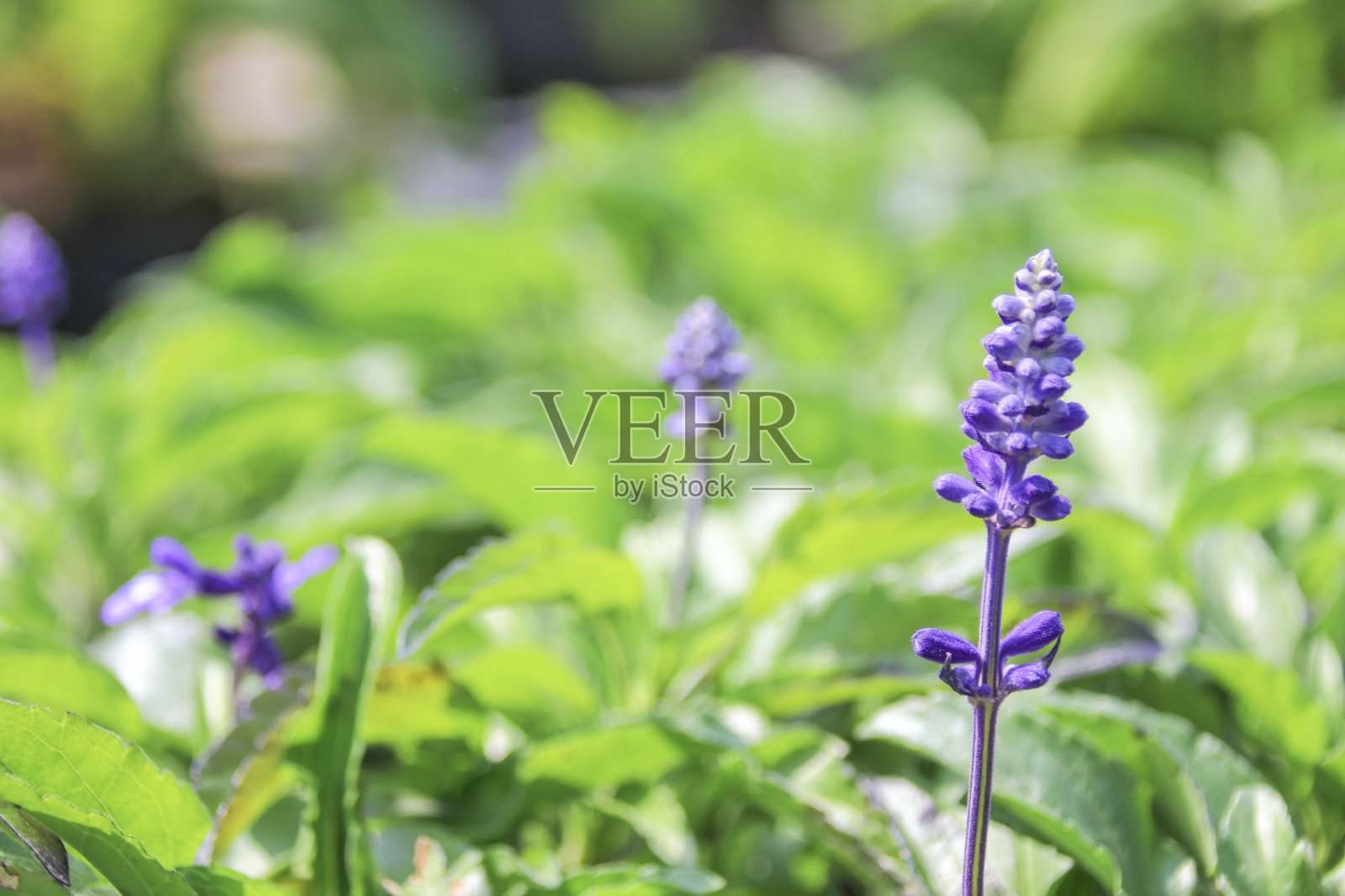 特写紫色的花(鼠尾草)在花园里照片摄影图片