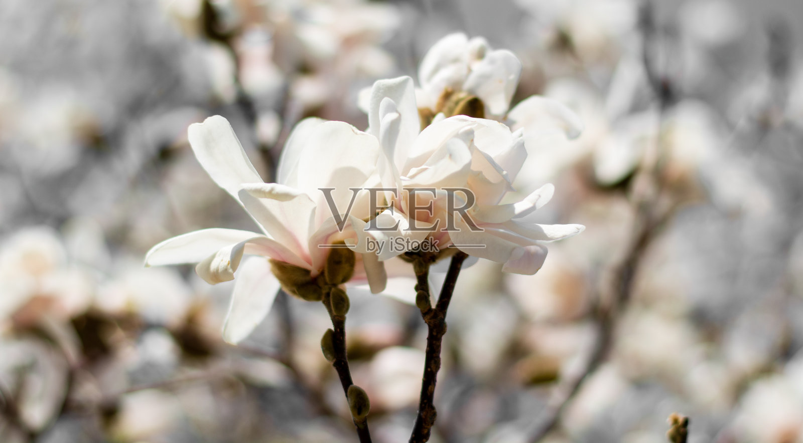 一对相爱的情侣在春天赏樱照片摄影图片