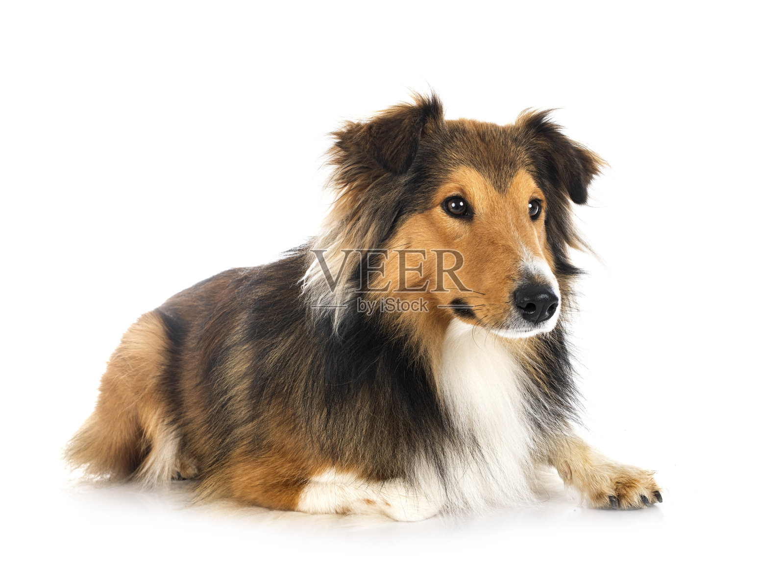 工作室里的粗牧羊犬照片摄影图片