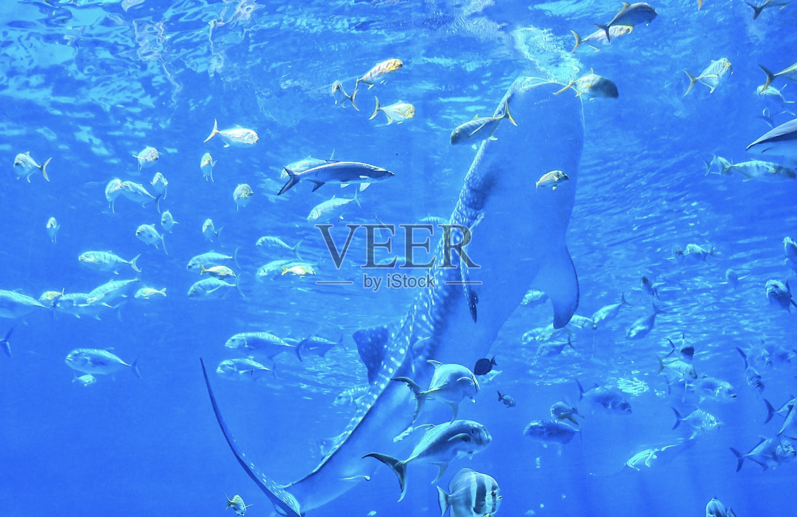 靠近水面的鲸鲨照片摄影图片