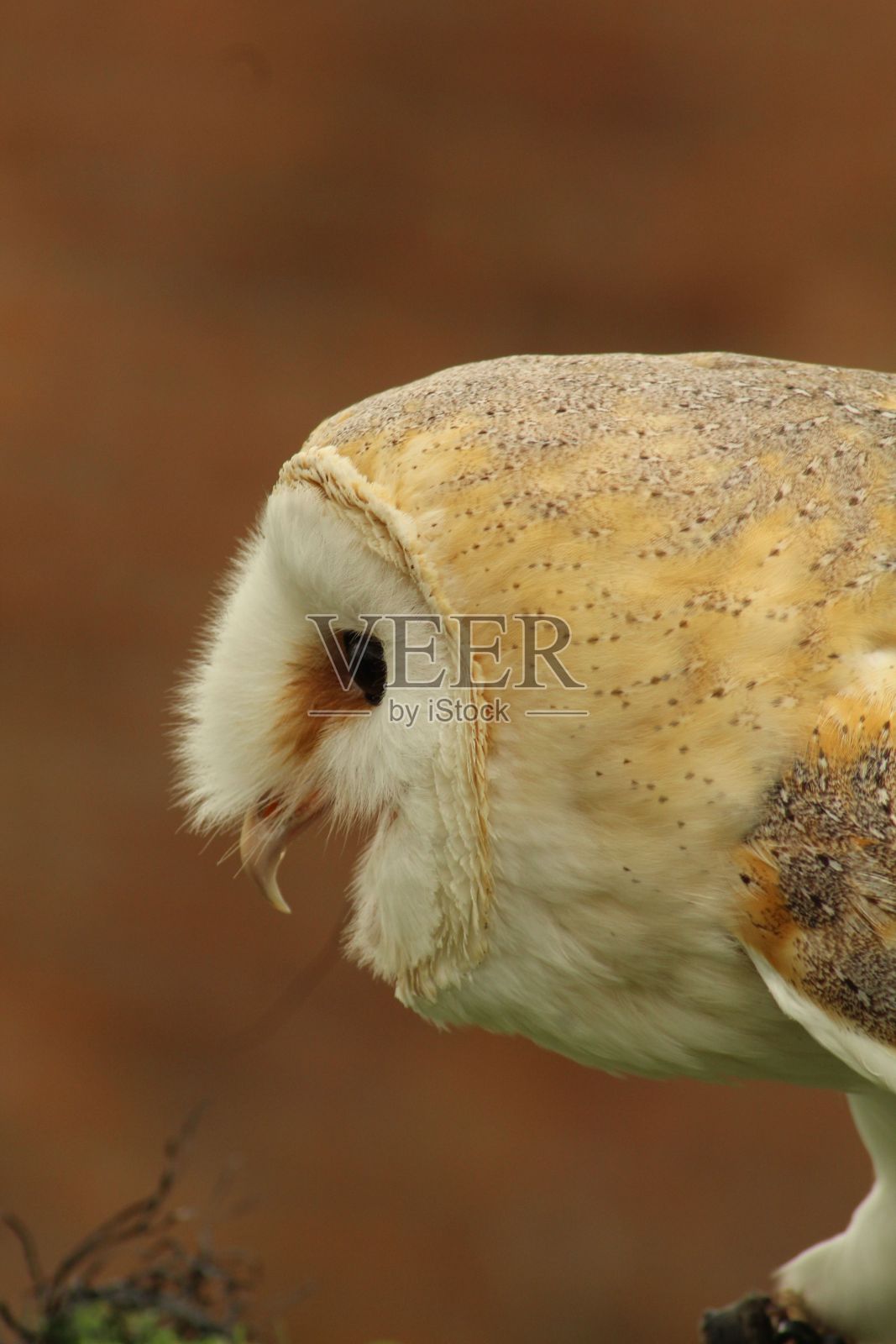 棕色背景下的谷仓猫头鹰特写照片摄影图片