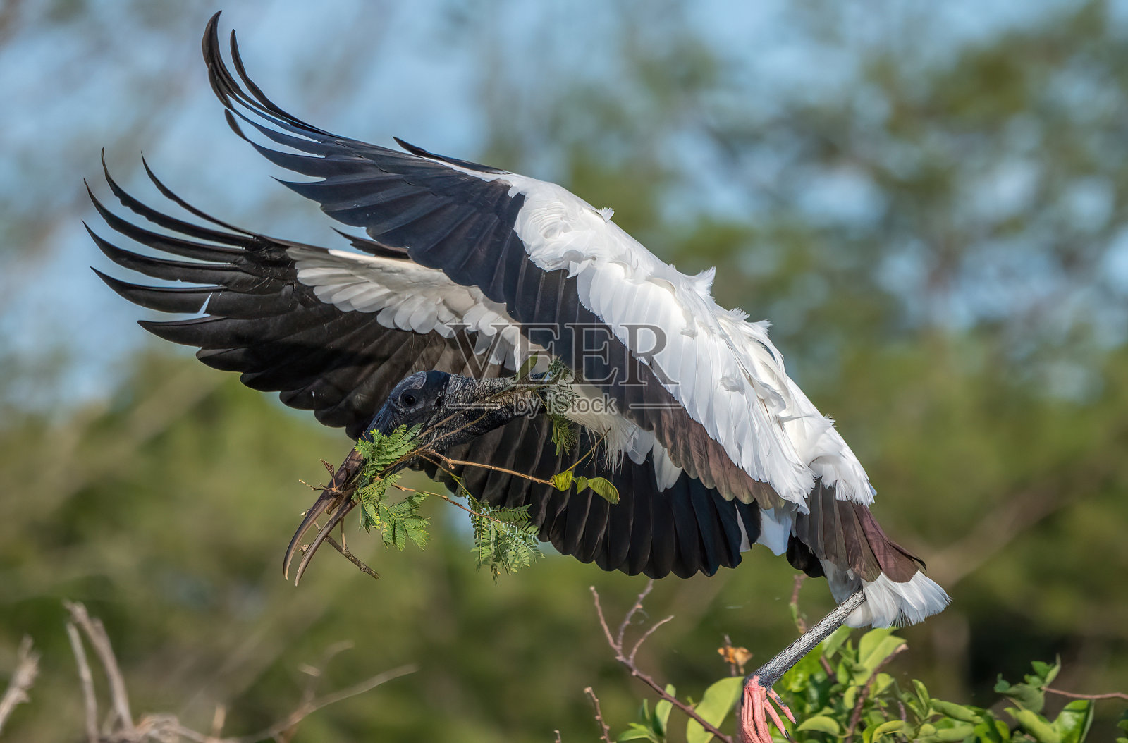佛罗里达木鹳飞行的美丽景色照片摄影图片