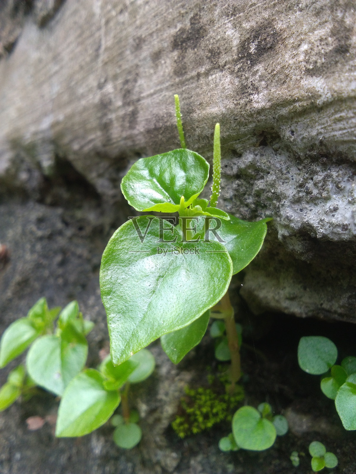 中国槟榔属植物照片摄影图片