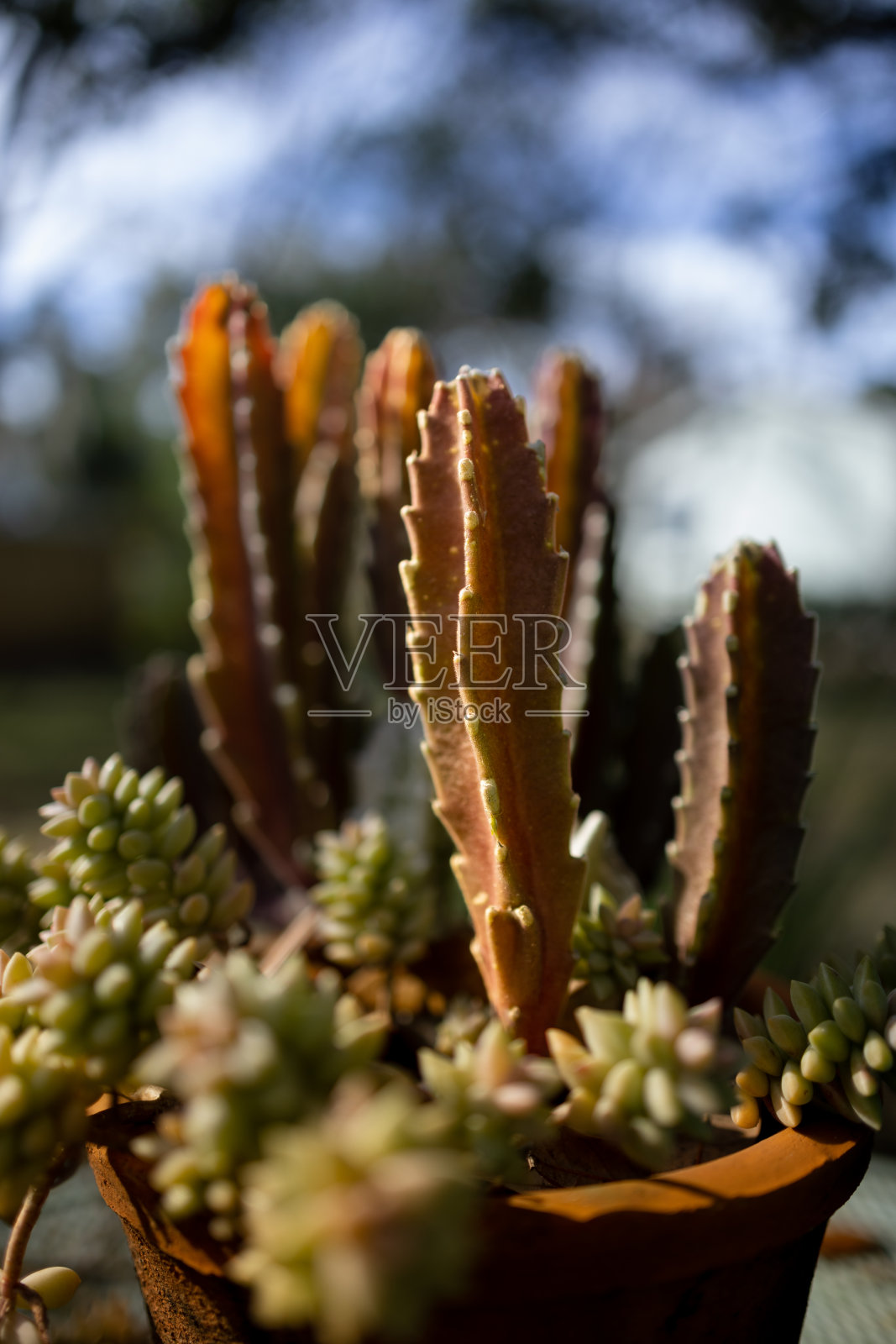 采购产品园艺，有机，生长，仙人掌，植物学，美丽，装饰，花，玻璃容器，自然，植物，叶子，花园，夏天，选择性焦点，散焦，针-植物部分照片摄影图片