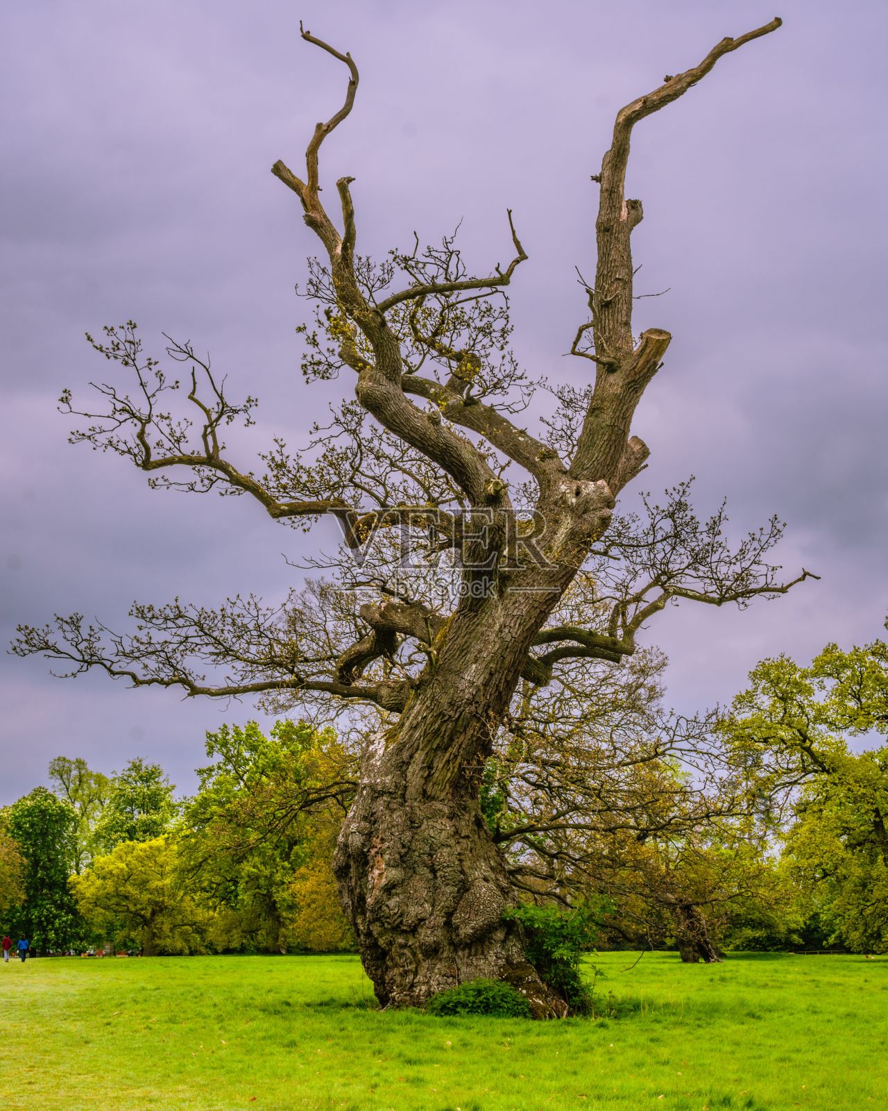 布伦海姆宫里的树，树干粗壮，树枝光秃秃的，映衬着阴云密布的天空照片摄影图片