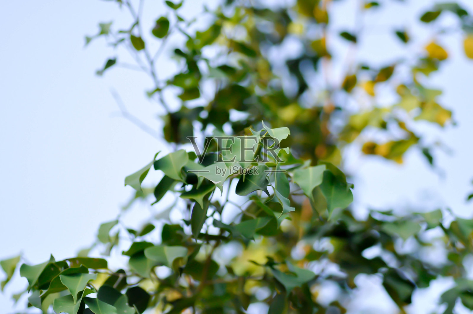 榕树照片摄影图片