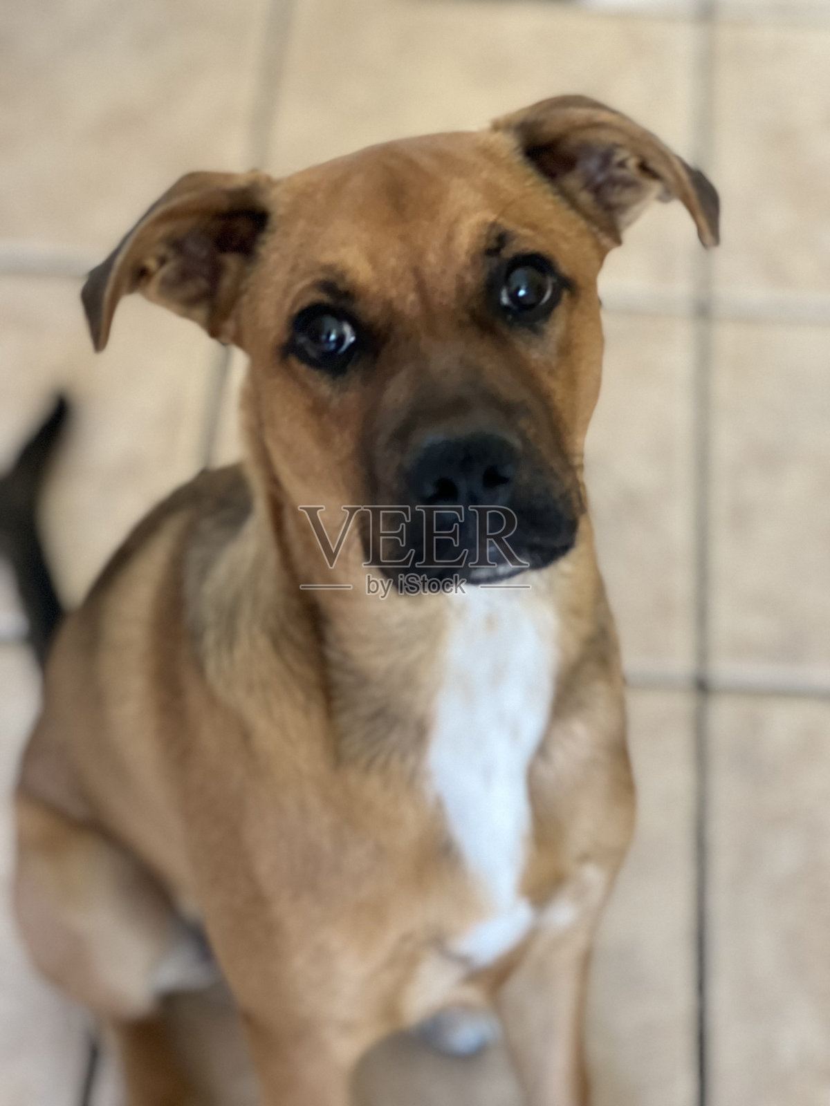 我们爱狗照片摄影图片