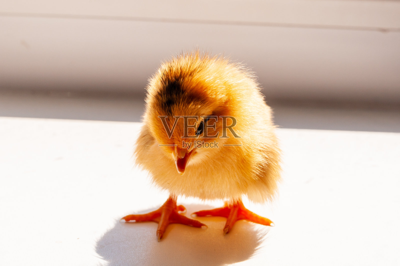 刚出生的小鸡。窗台上刚出生的小鸡。尴尬的新生小鸡。照片摄影图片