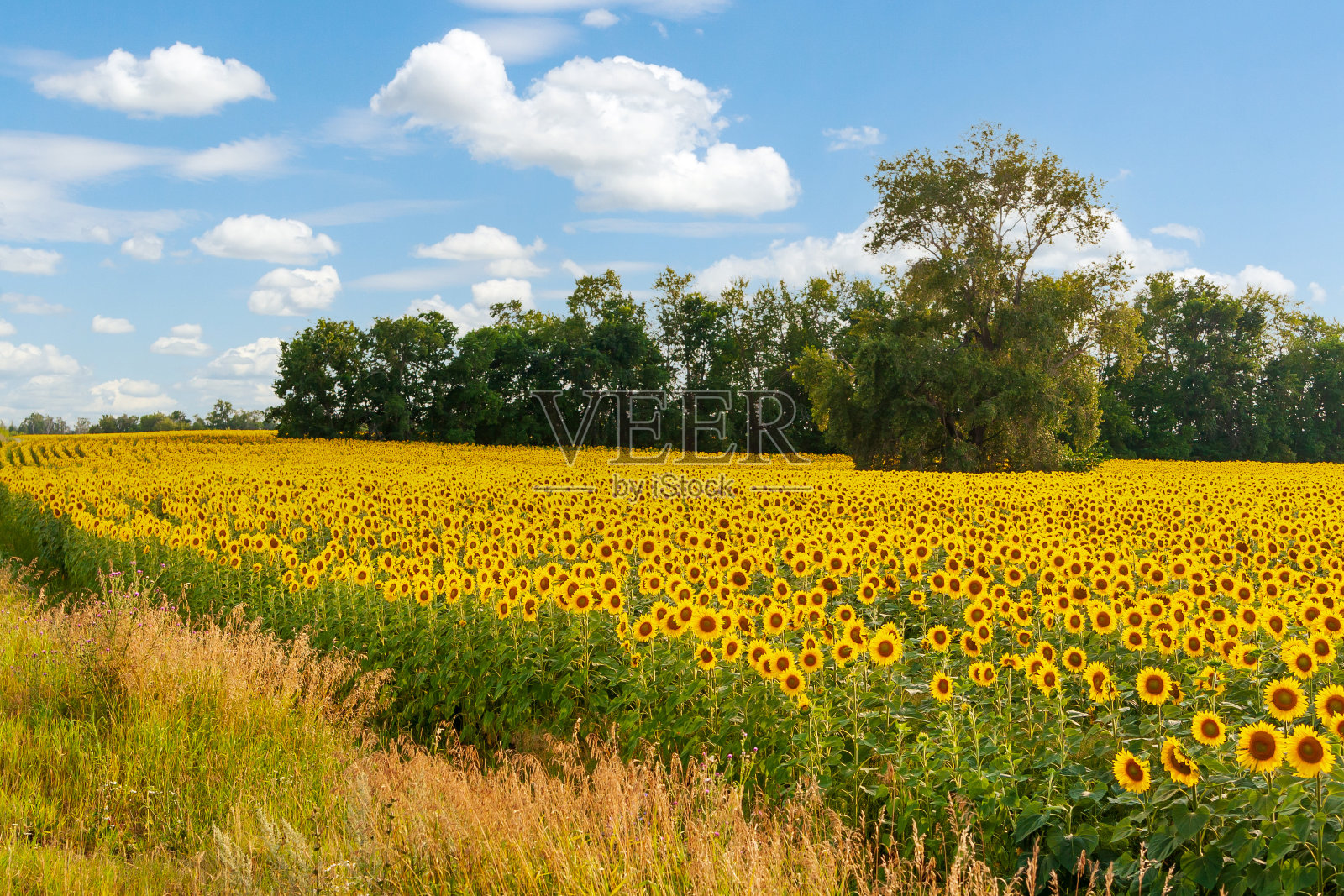 向日葵。农业景观。农业的背景。照片摄影图片