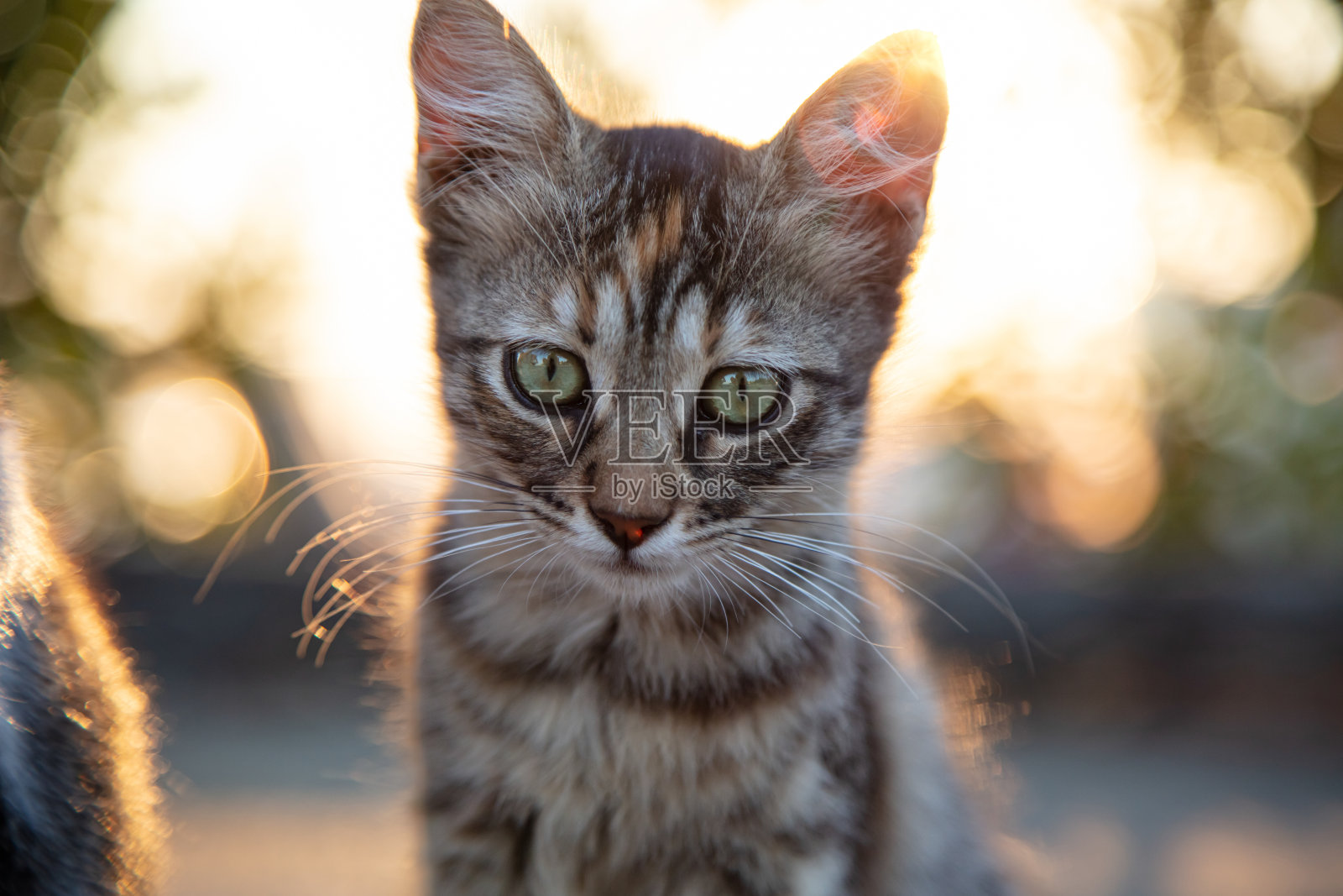 小花猫。照片摄影图片