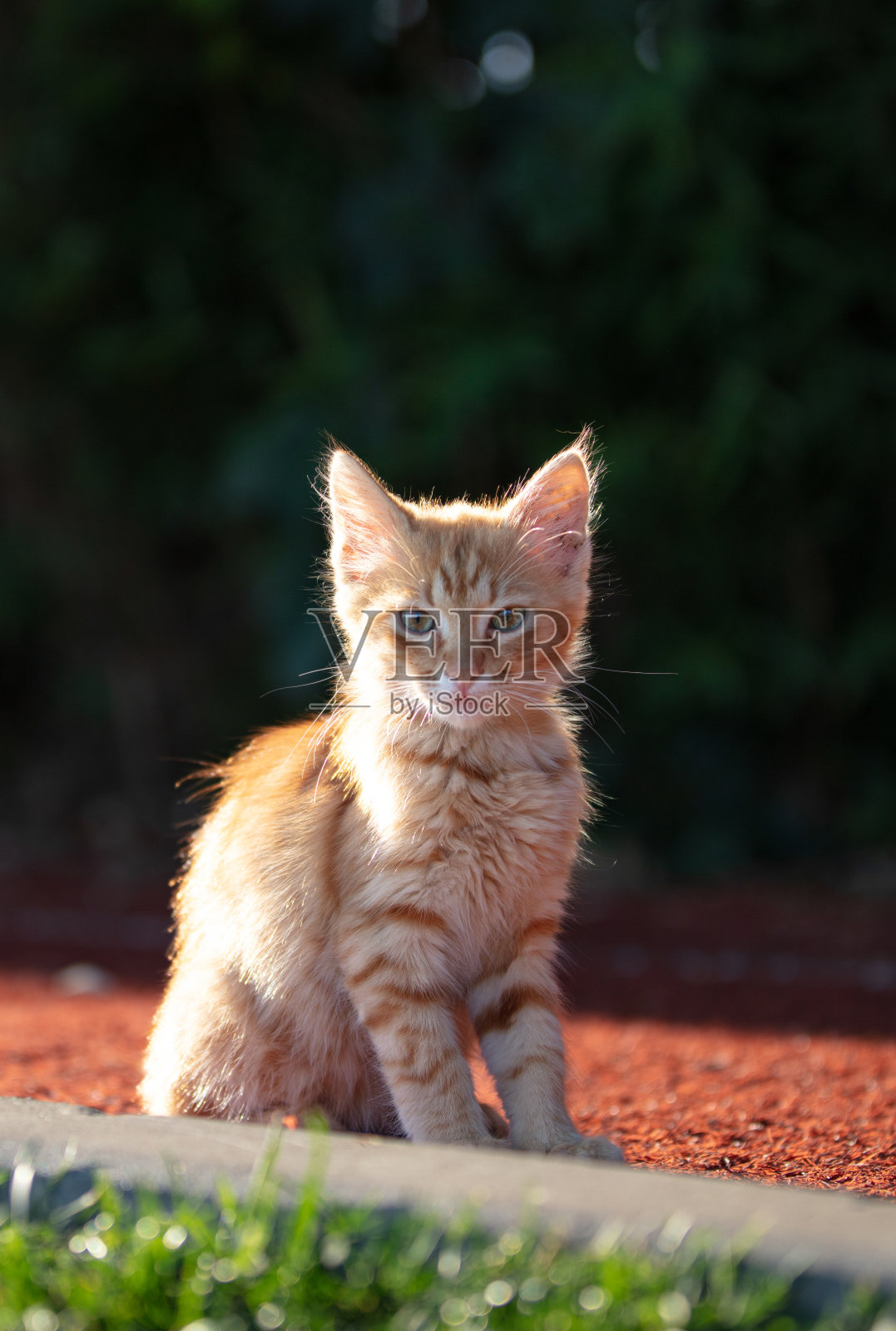 小姜黄色的流浪猫。照片摄影图片