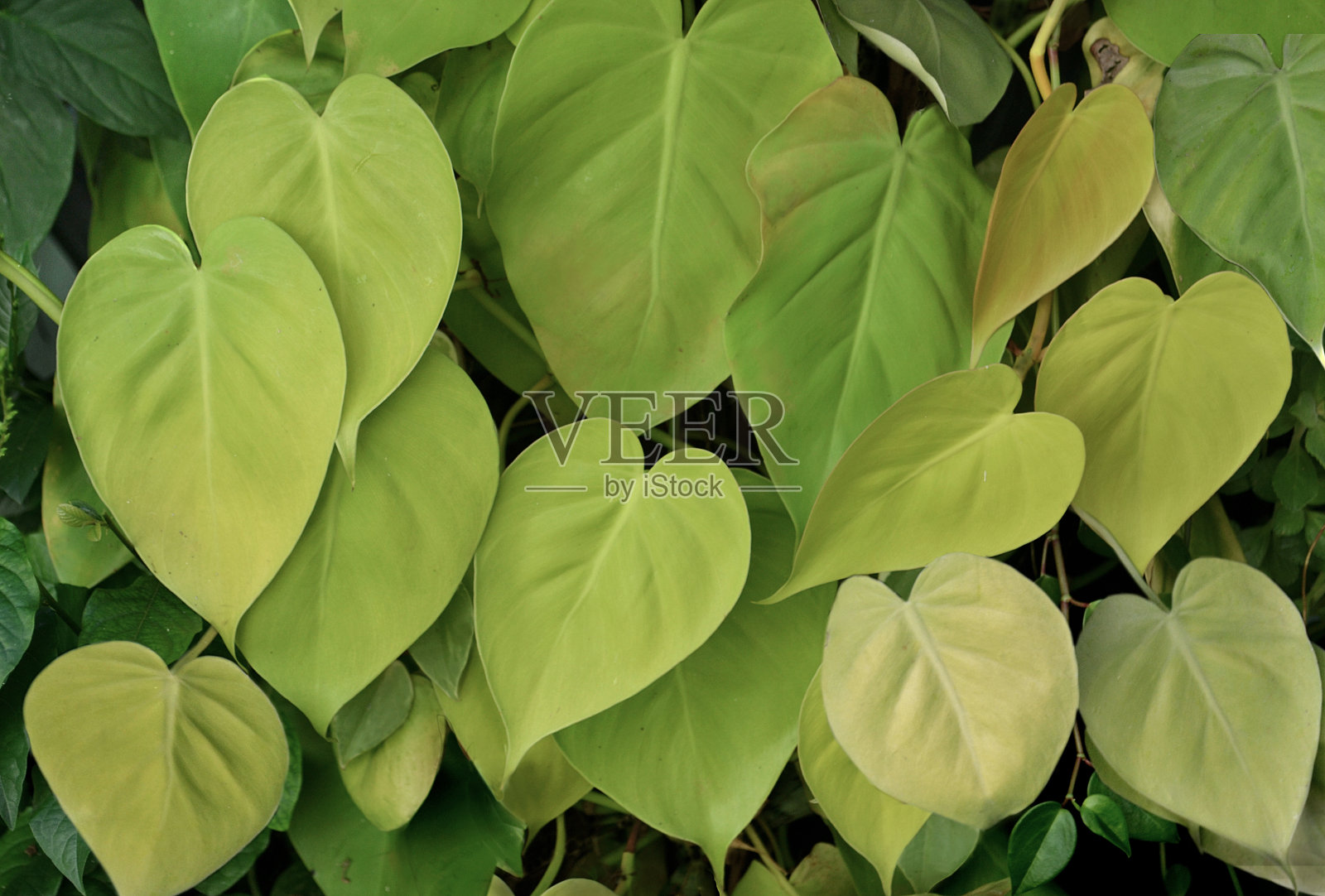 吉博亚工厂照片摄影图片