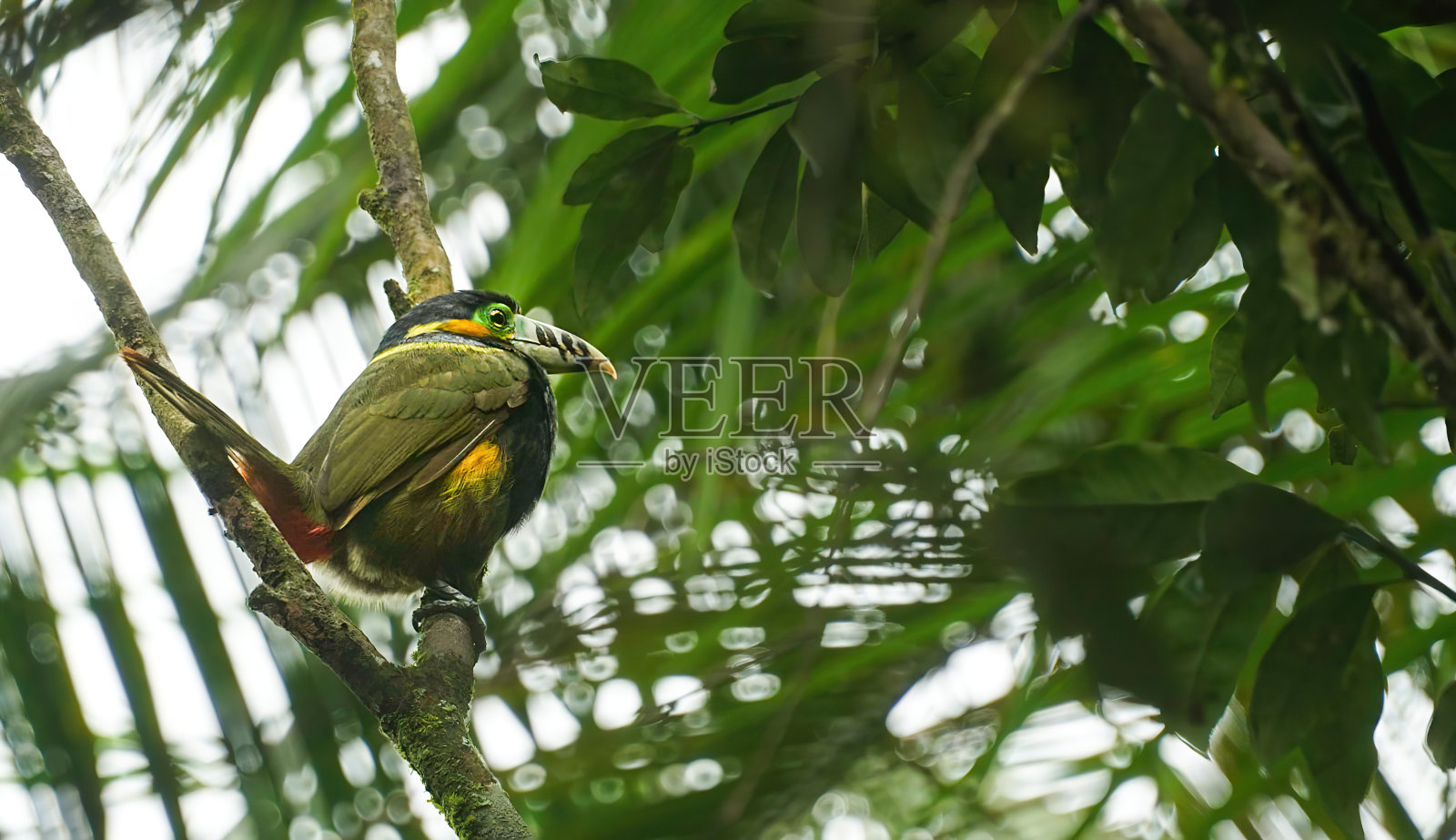 鸟照片摄影图片